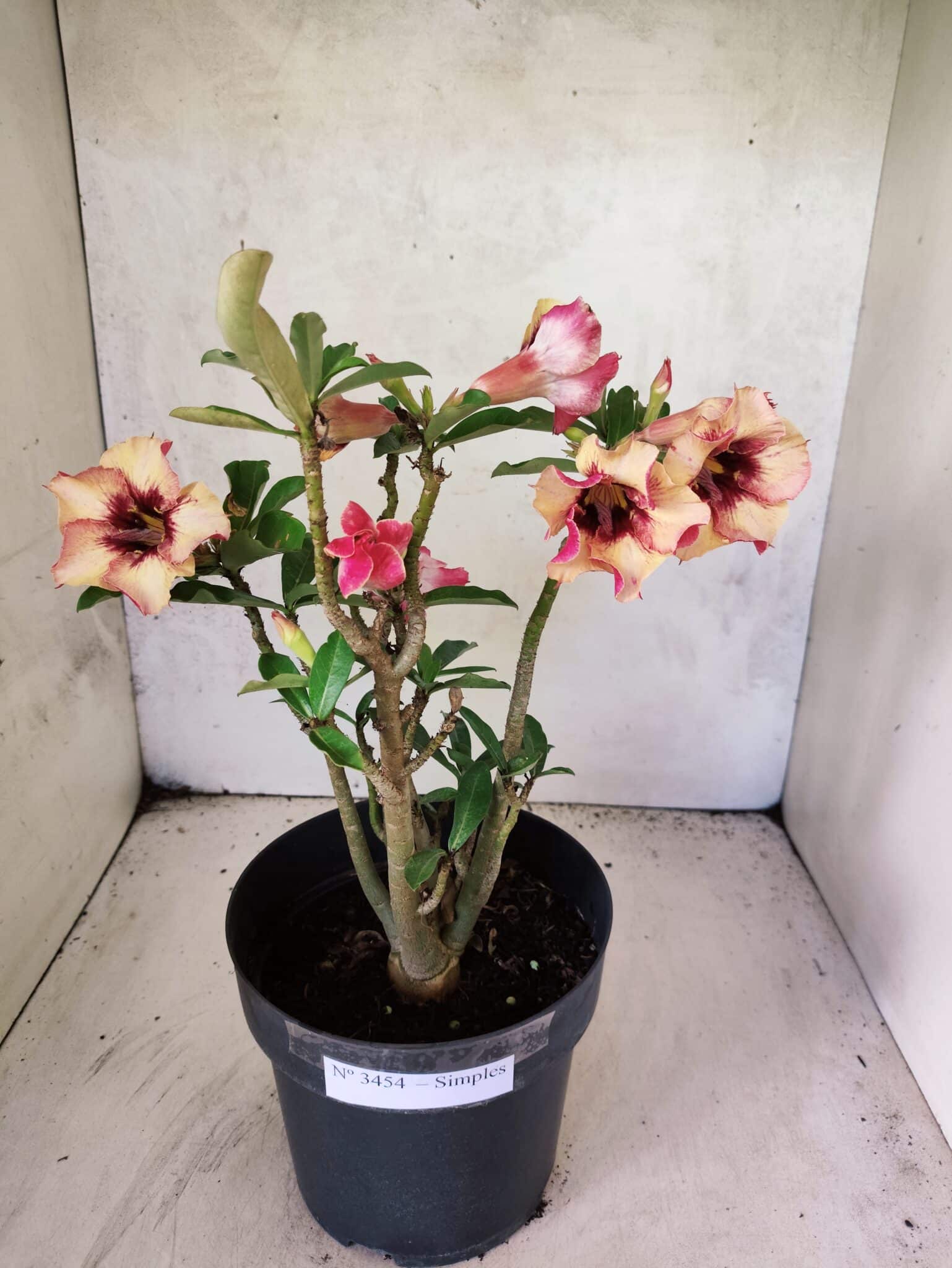 Planta Simples 3454 – 35cm – 03 anos - foto 5