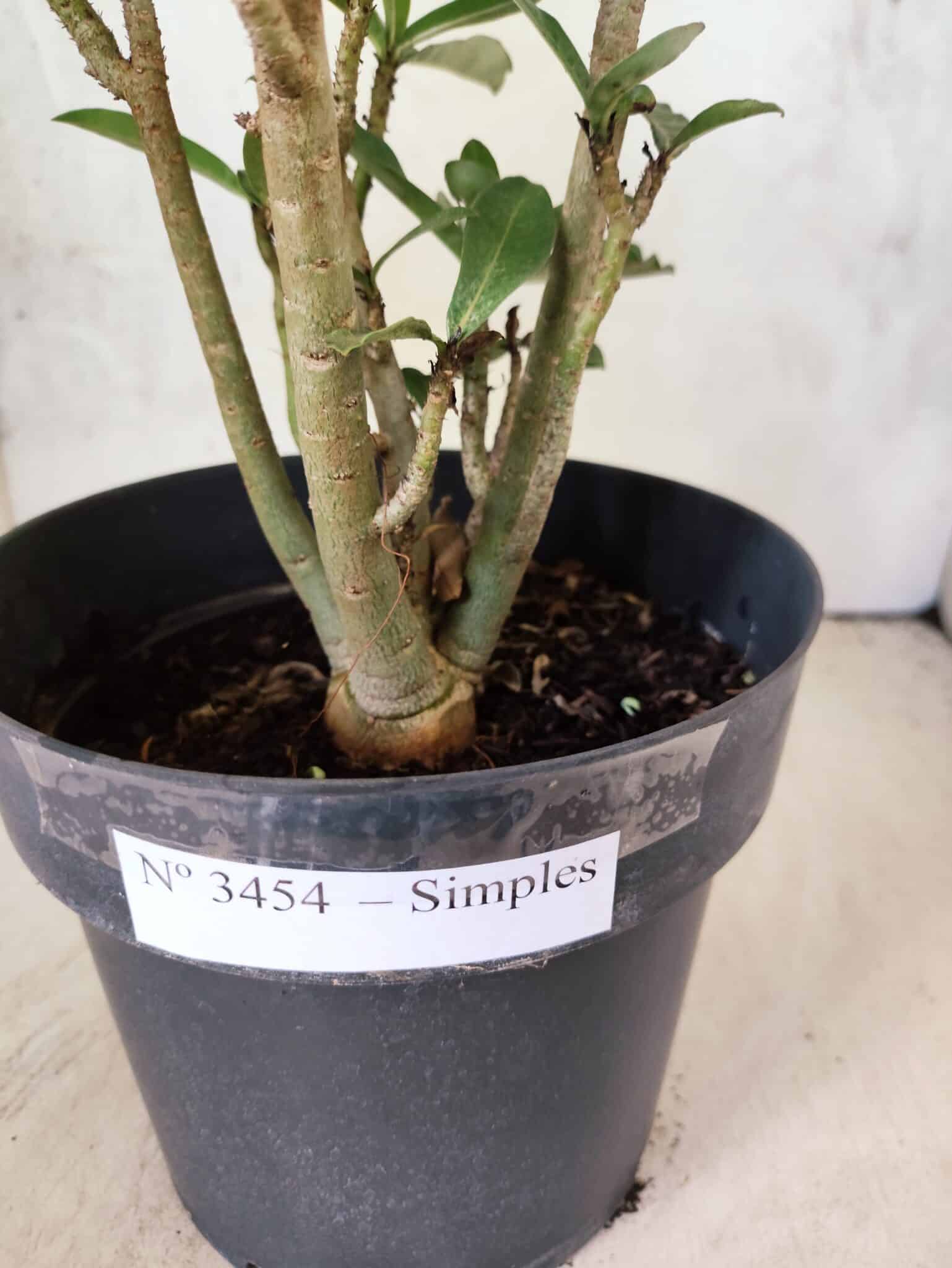 Planta Simples 3454 – 35cm – 03 anos - foto 7