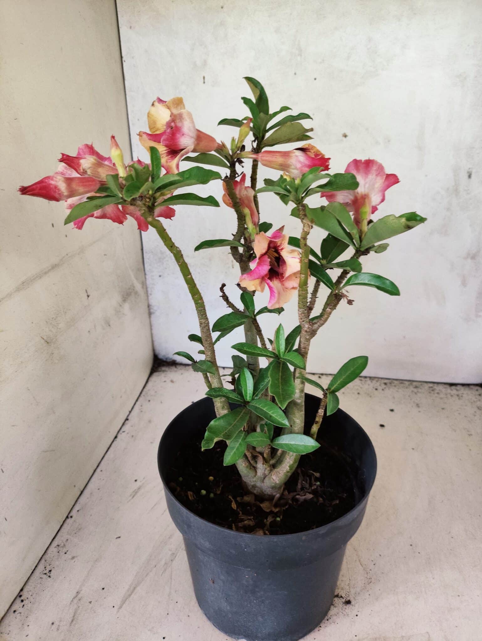 Planta Simples 3454 – 35cm – 03 anos - foto 6
