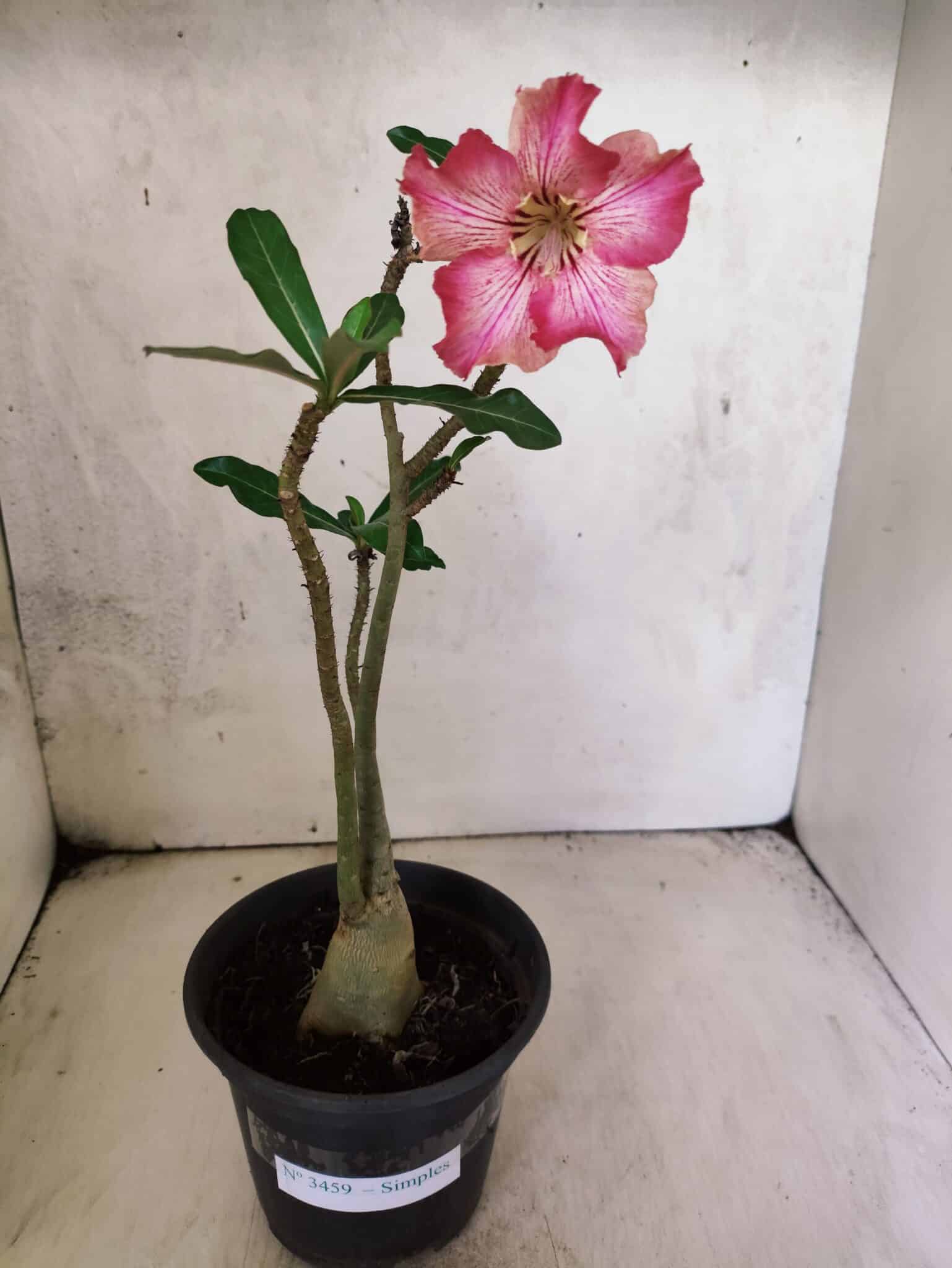 Planta Simples 3459 – 30cm – 02 anos - foto 2