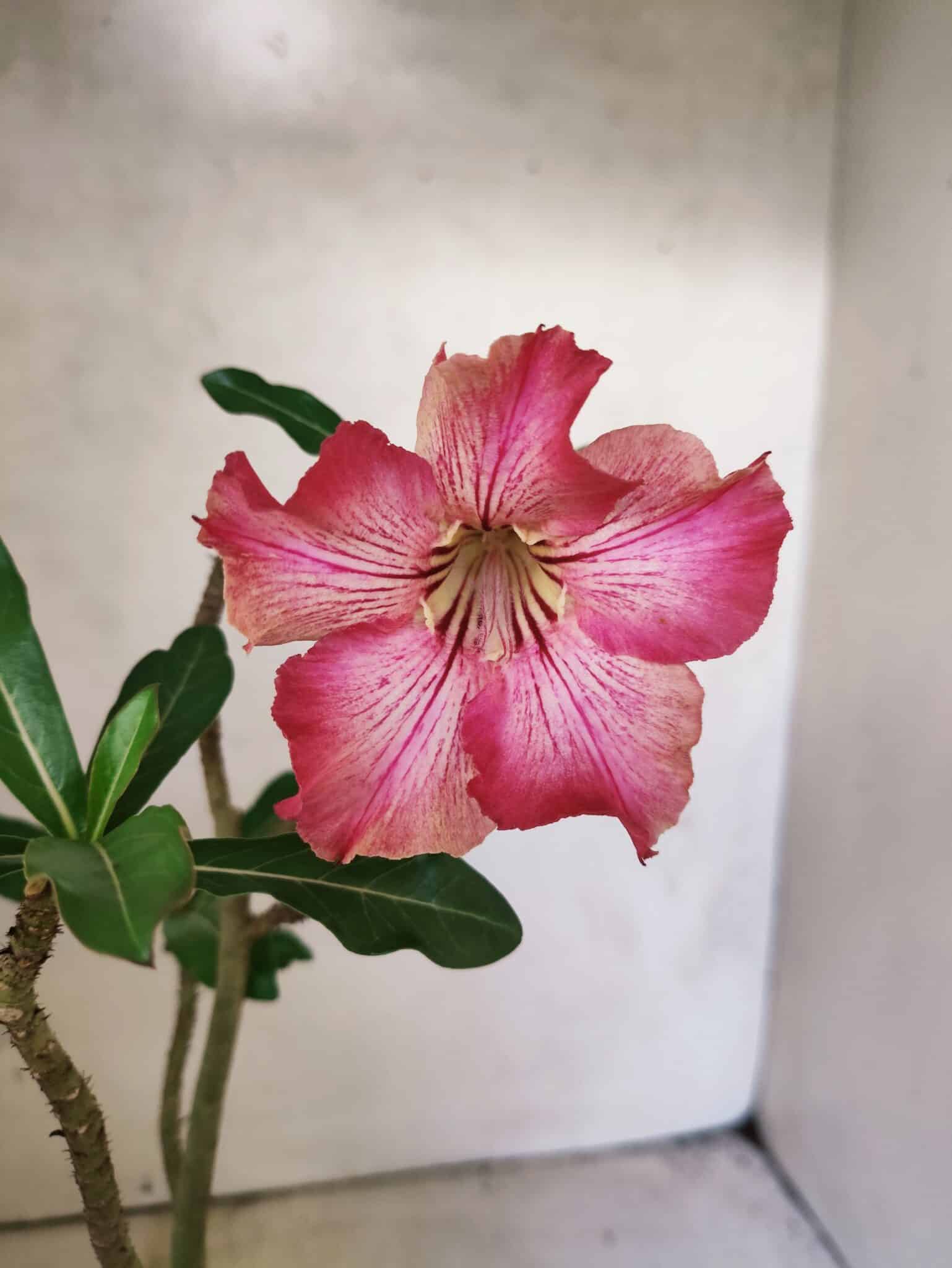 Planta Simples 3459 – 30cm – 02 anos - foto 3