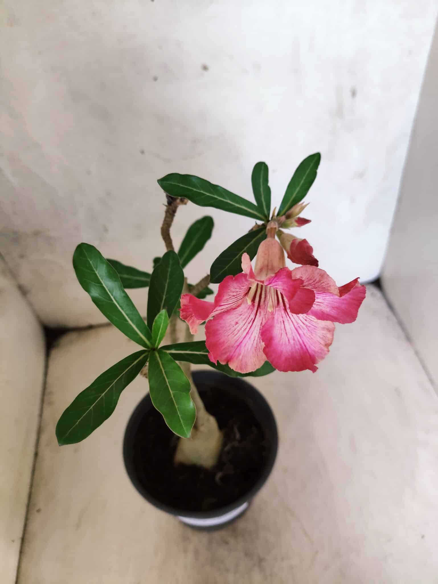 Planta Simples 3459 – 30cm – 02 anos - foto 4