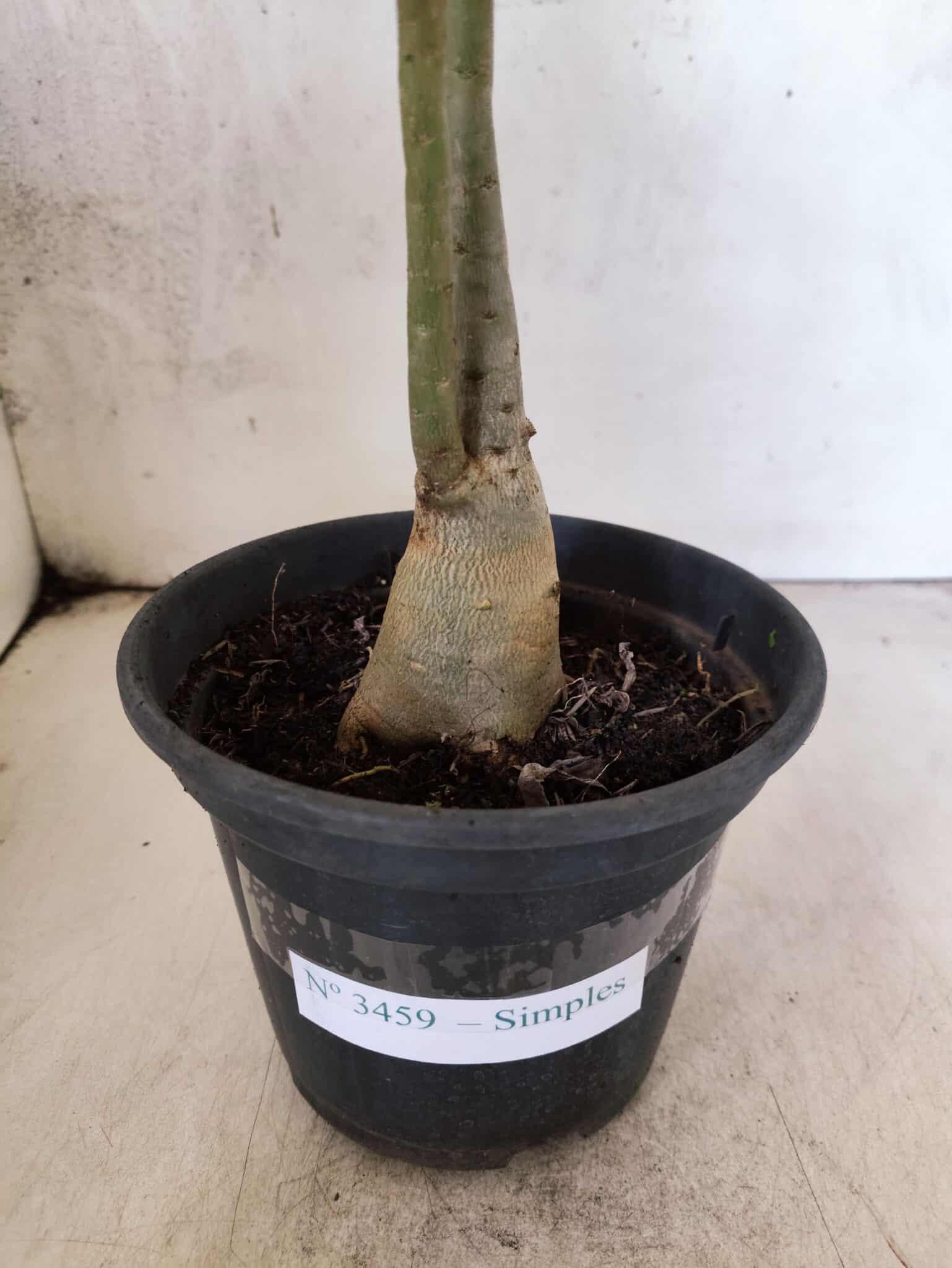 Planta Simples 3459 – 30cm – 02 anos - foto 7