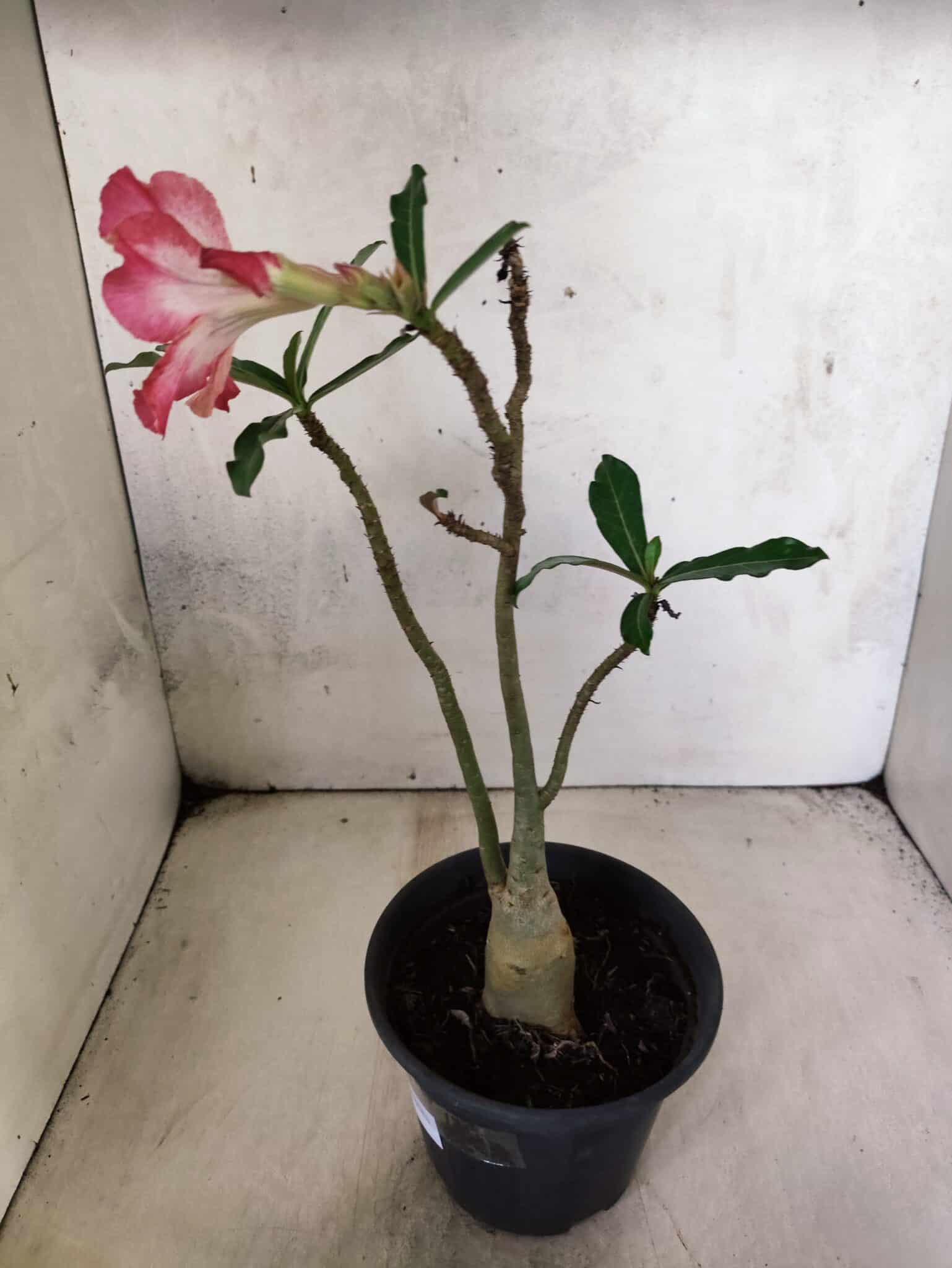 Planta Simples 3459 – 30cm – 02 anos - foto 6