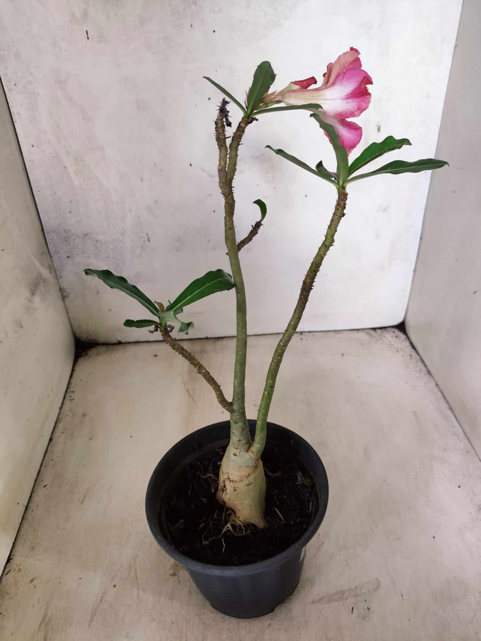 Planta Simples 3459 – 30cm – 02 anos - foto 5