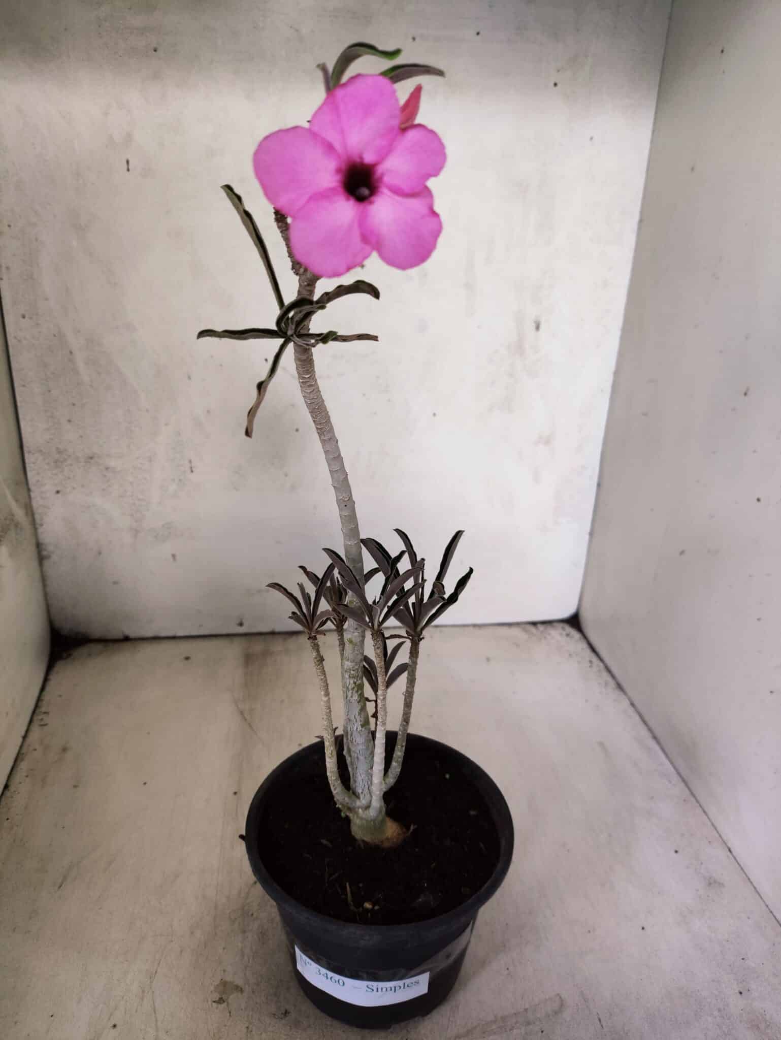 Planta Simples 3460 – 30cm – 02 anos - foto 2