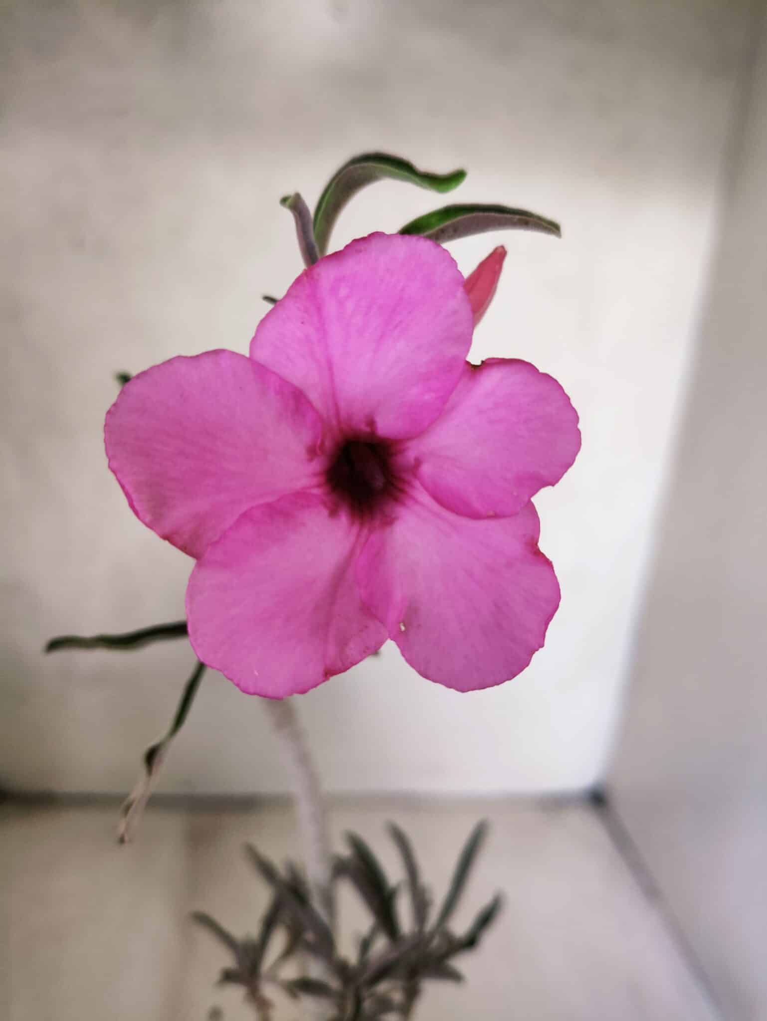 Planta Simples 3460 – 30cm – 02 anos - foto 3
