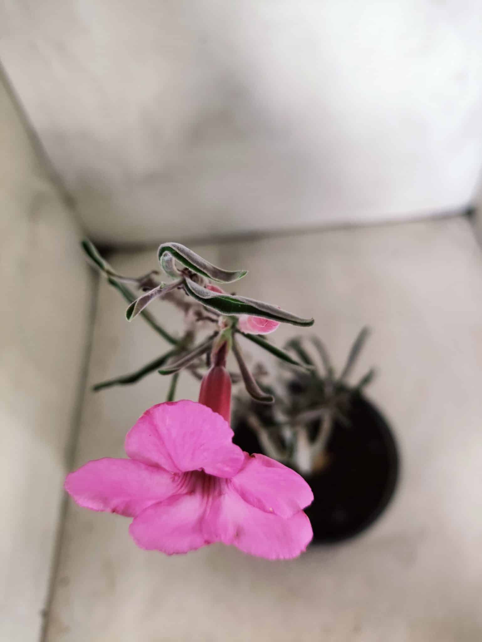 Planta Simples 3460 – 30cm – 02 anos - foto 4