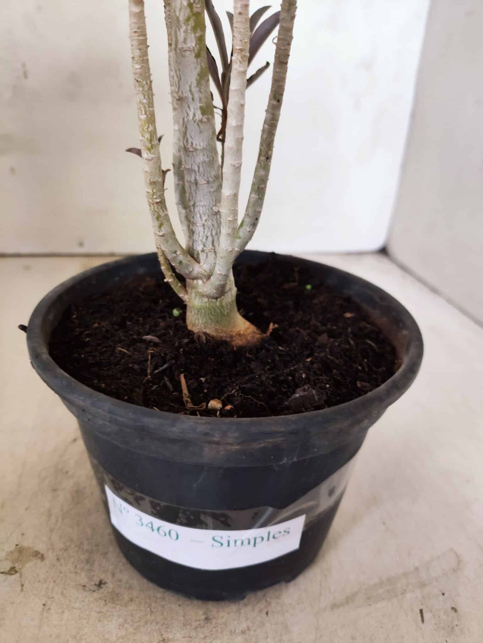 Planta Simples 3460 – 30cm – 02 anos - foto 6