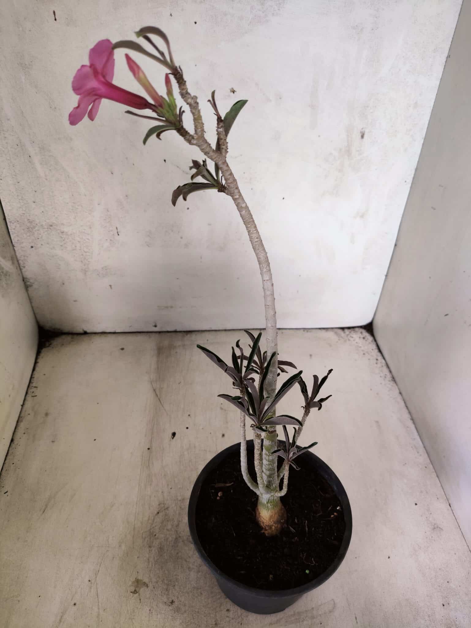 Planta Simples 3460 – 30cm – 02 anos - foto 5