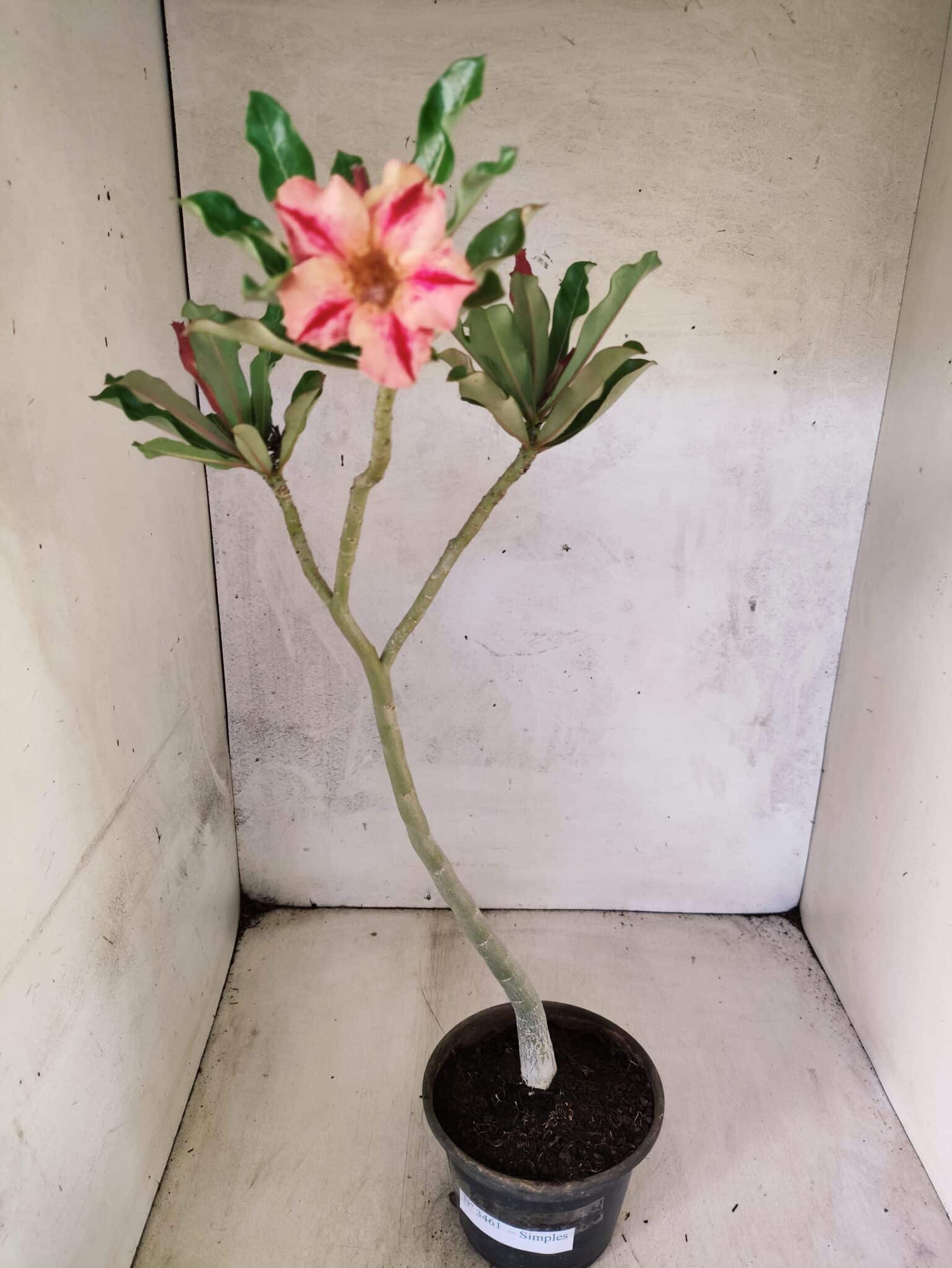 Planta Simples 3461 – 35cm – 02 anos - foto 2