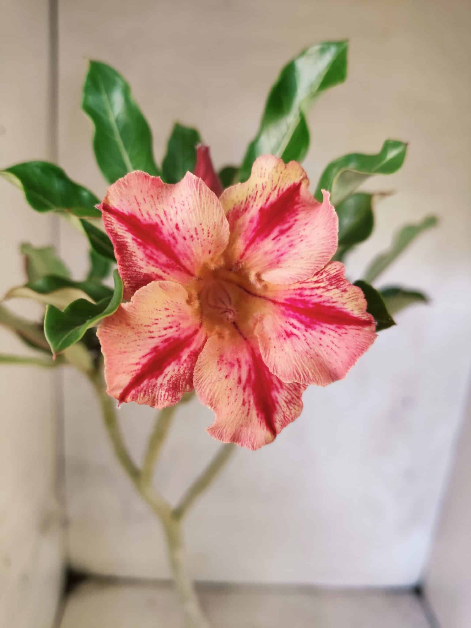 Planta Simples 3461 – 35cm – 02 anos - foto 3