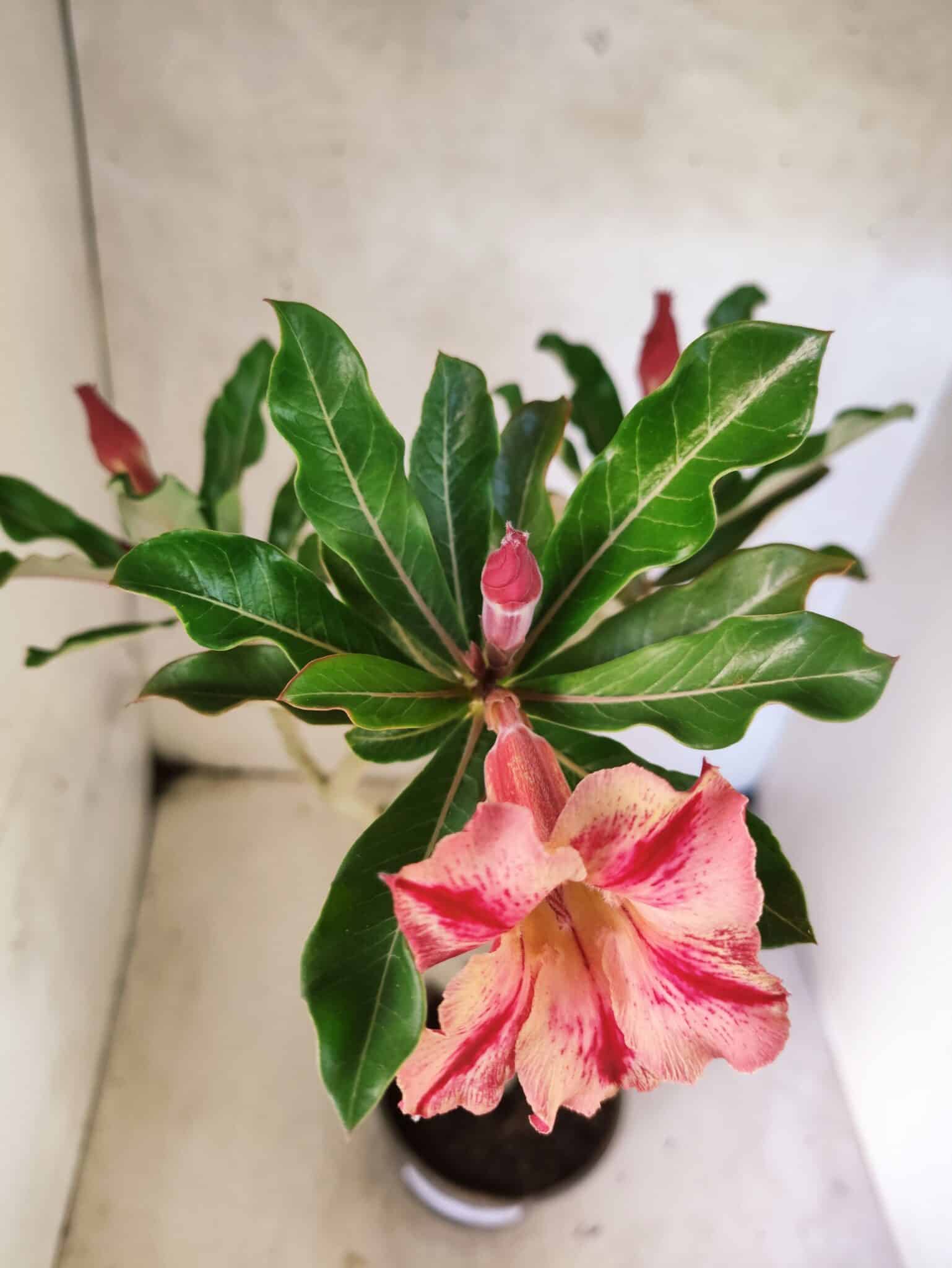 Planta Simples 3461 – 35cm – 02 anos - foto 4
