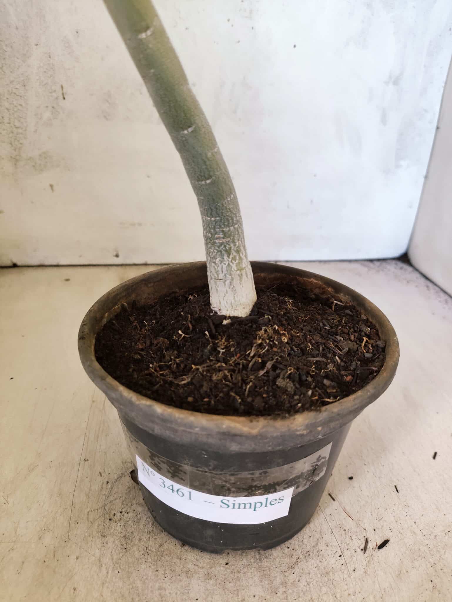 Planta Simples 3461 – 35cm – 02 anos - foto 6