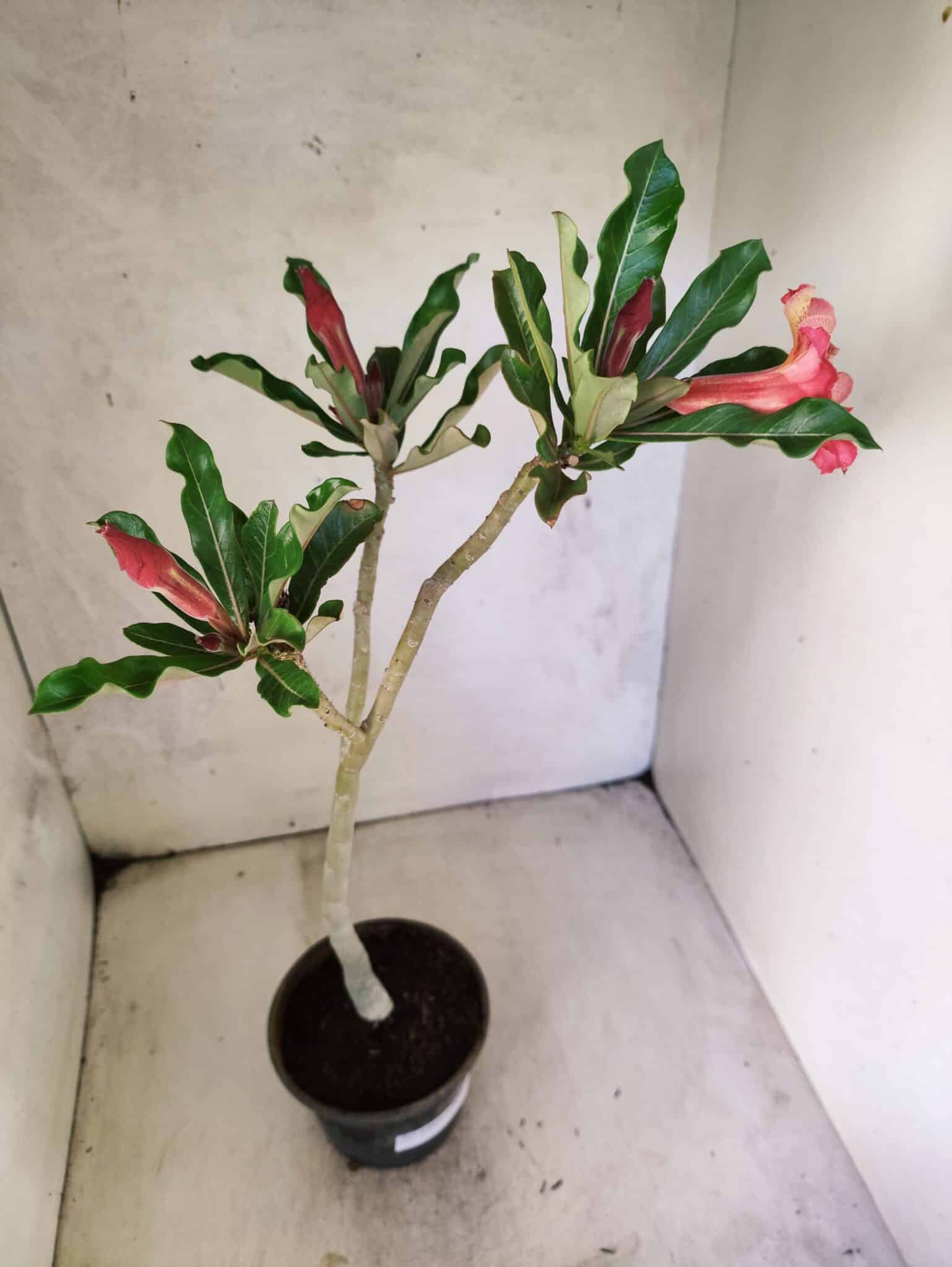 Planta Simples 3461 – 35cm – 02 anos - foto 5