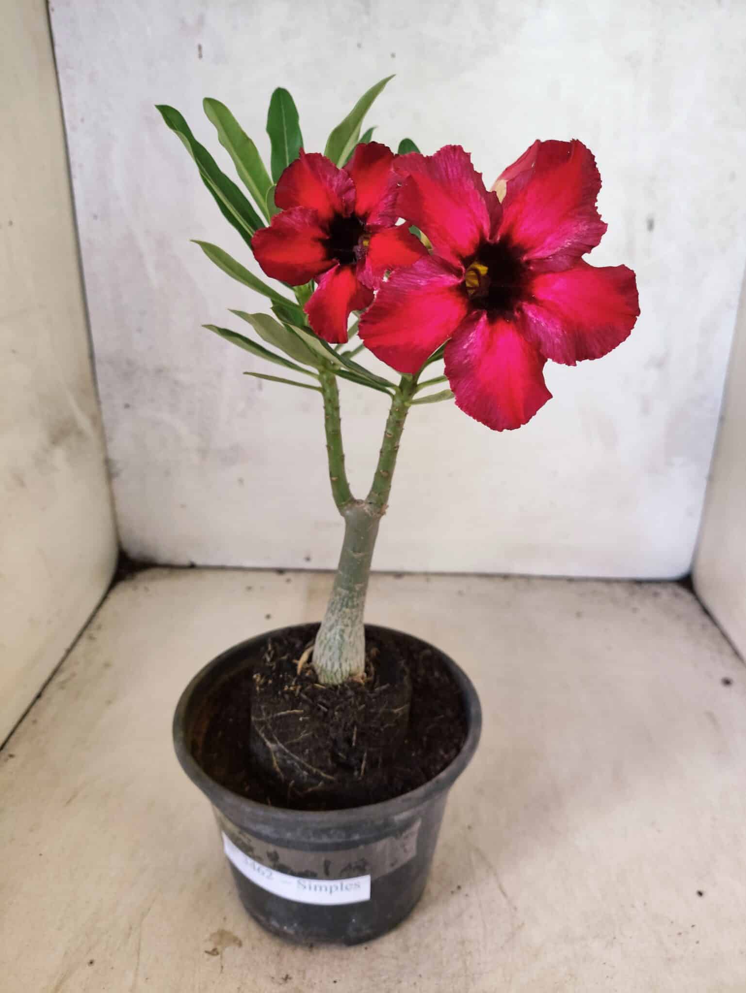 Planta Simples 3462 – 25cm – 01 ano - foto 2
