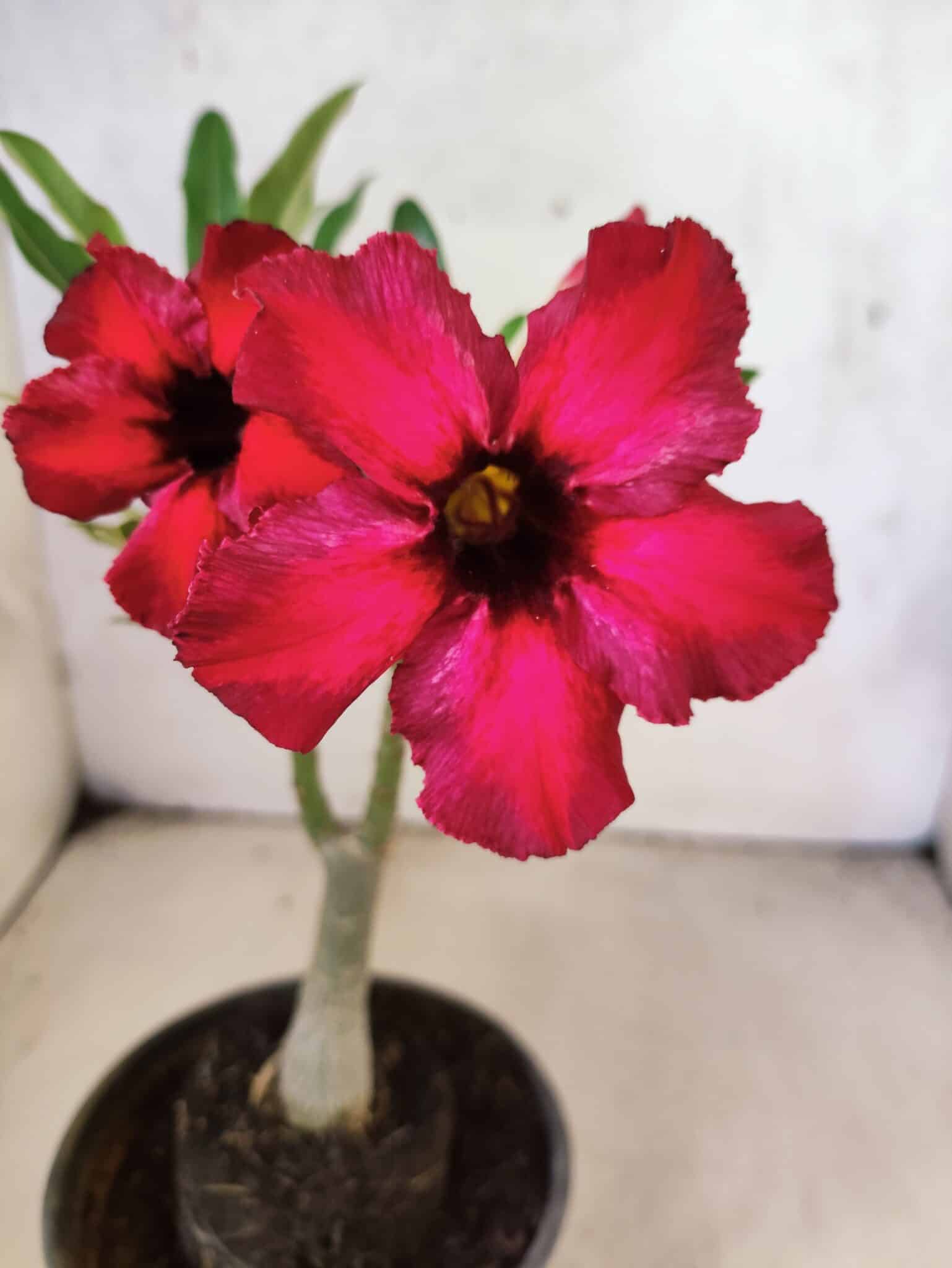 Planta Simples 3462 – 25cm – 01 ano - foto 3