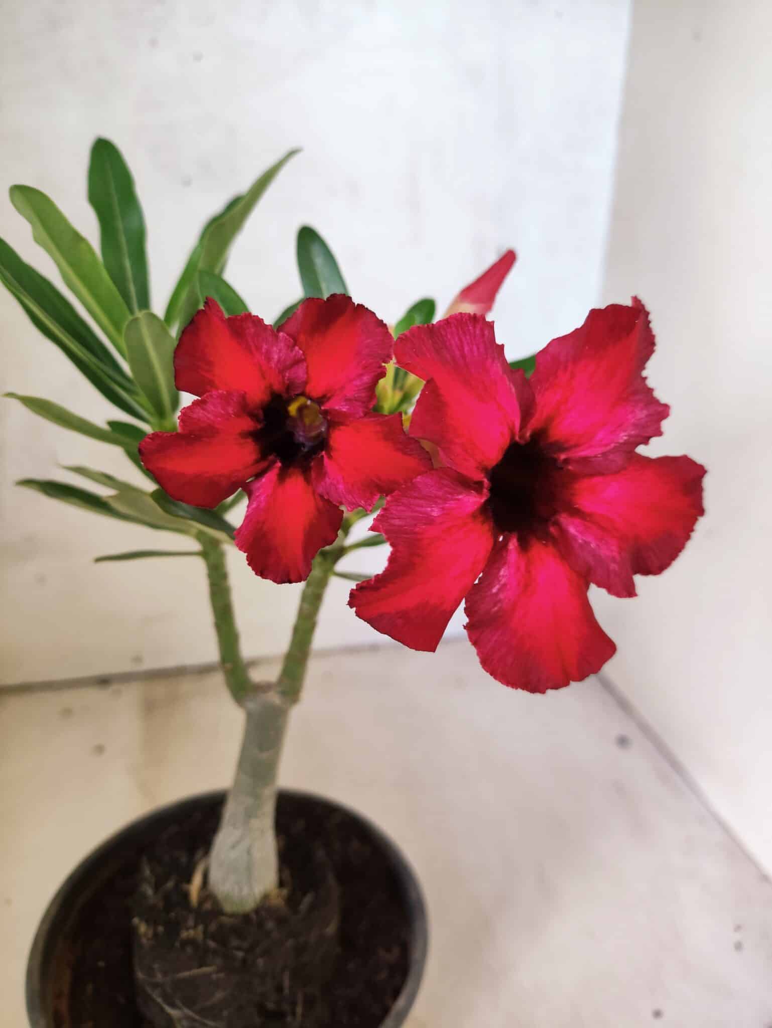 Planta Simples 3462 – 25cm – 01 ano - foto 4