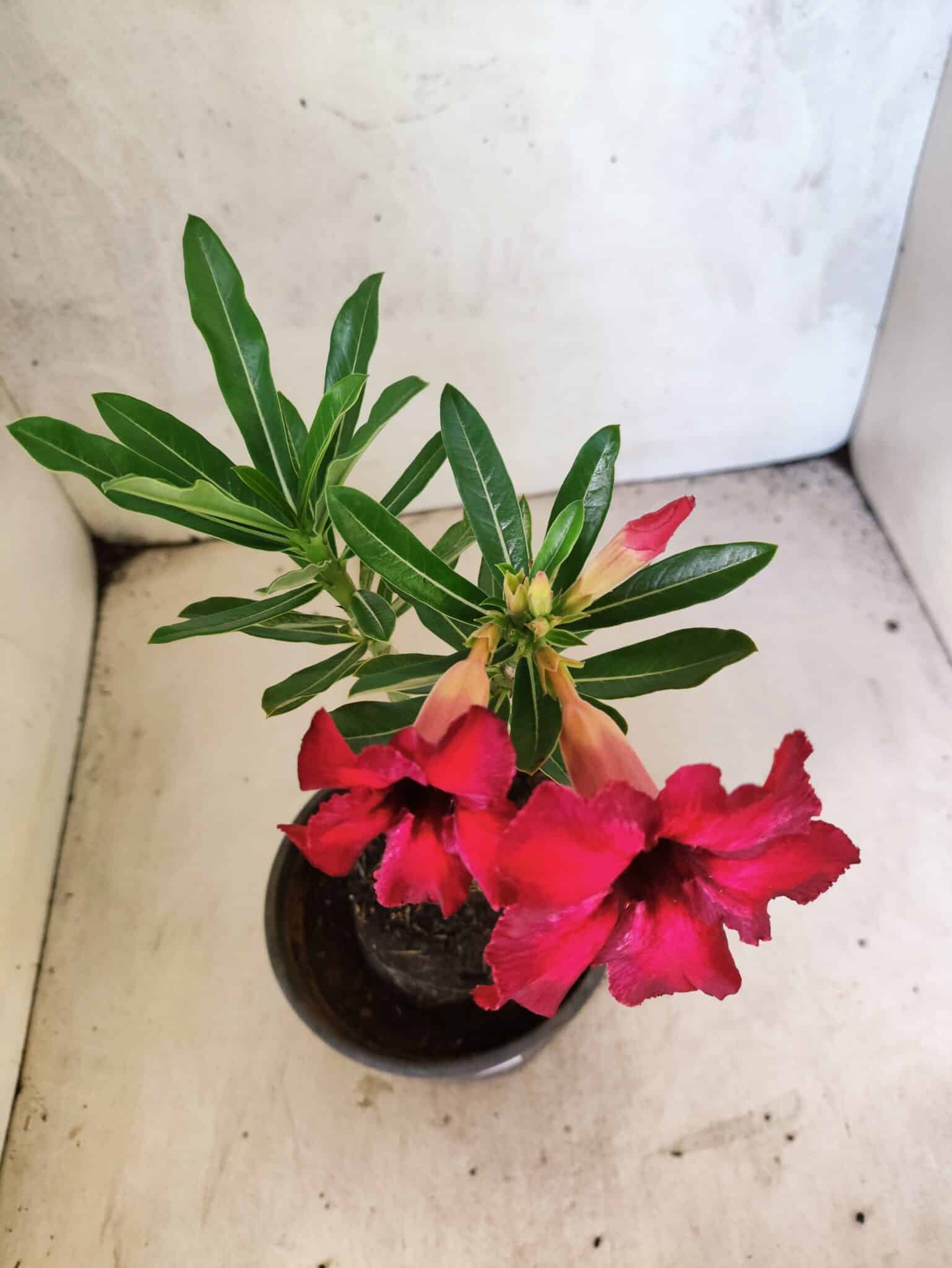 Planta Simples 3462 – 25cm – 01 ano - foto 5