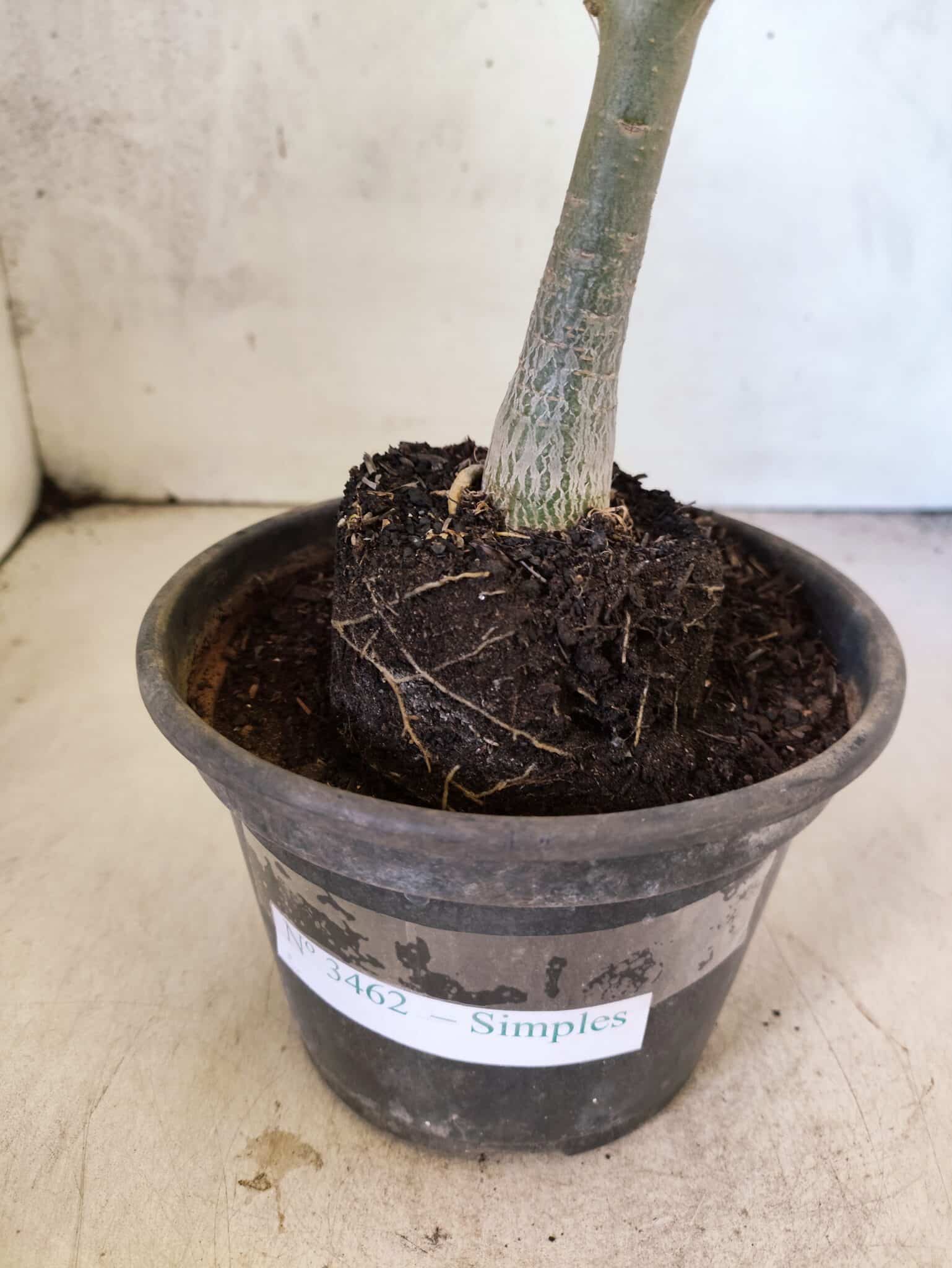Planta Simples 3462 – 25cm – 01 ano - foto 8