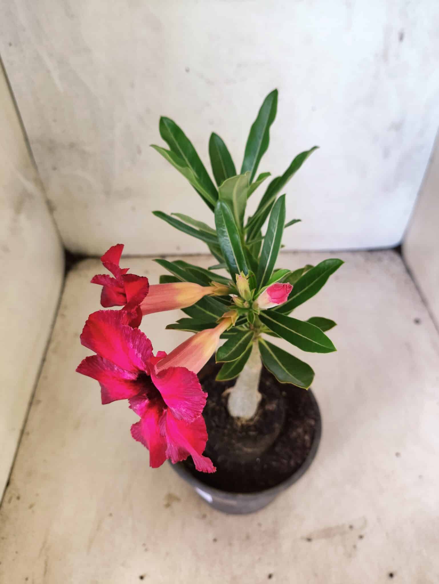 Planta Simples 3462 – 25cm – 01 ano - foto 7