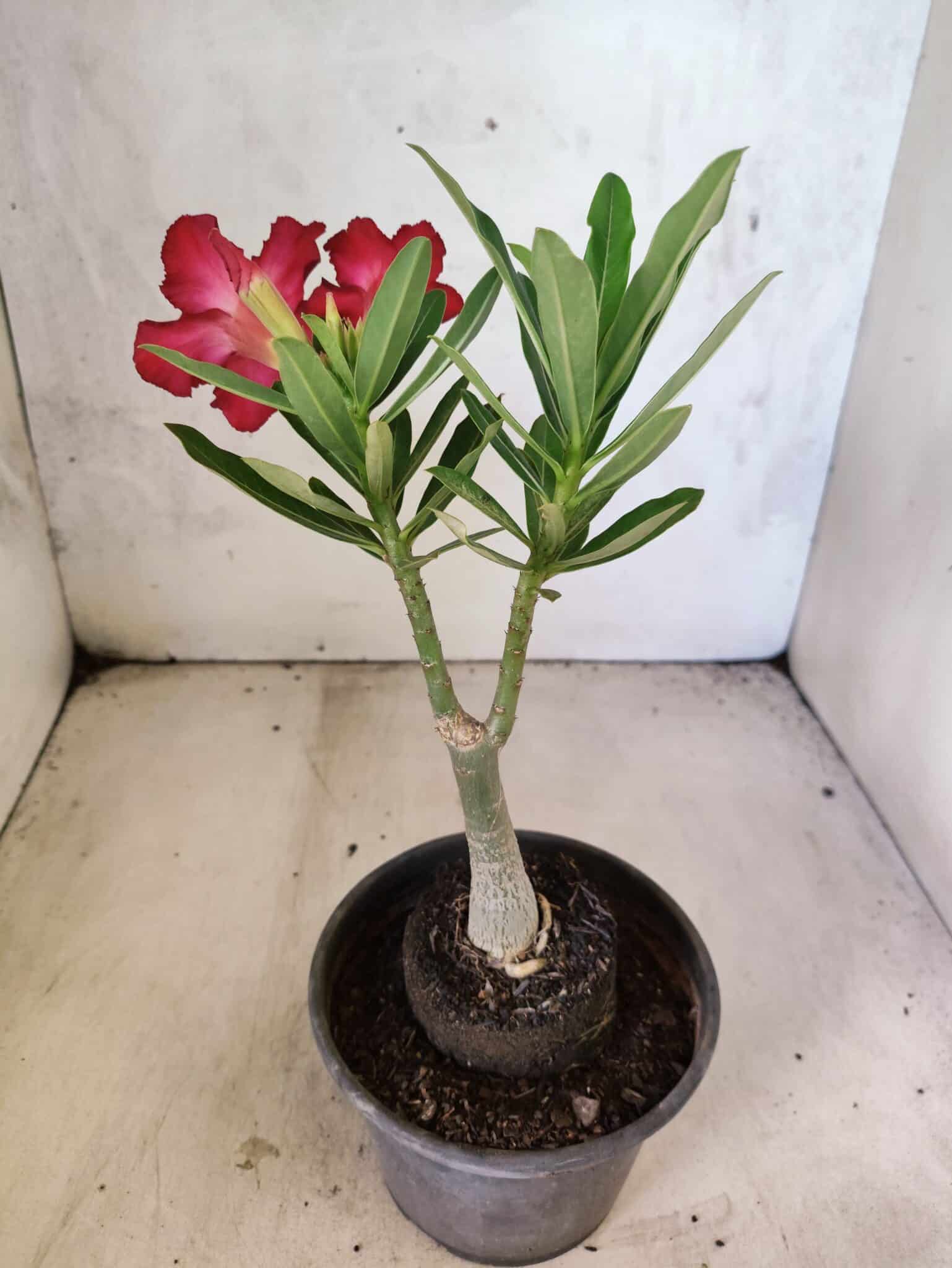 Planta Simples 3462 – 25cm – 01 ano - foto 6