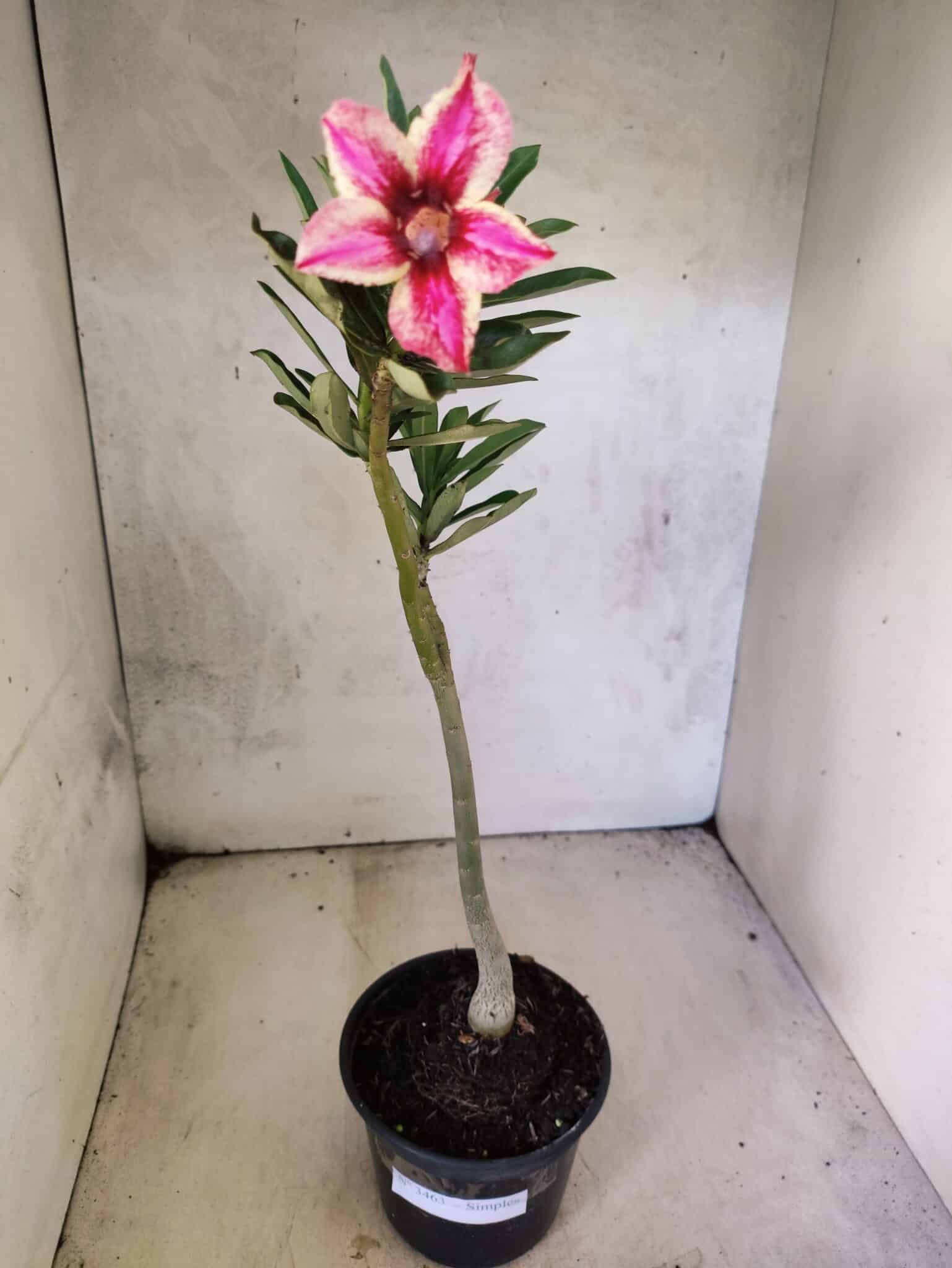 Planta Simples 3463 – 30cm – 02 anos - foto 2