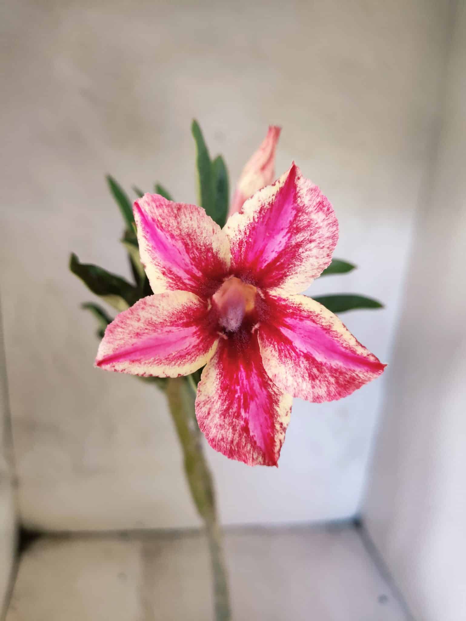 Planta Simples 3463 – 30cm – 02 anos - foto 3