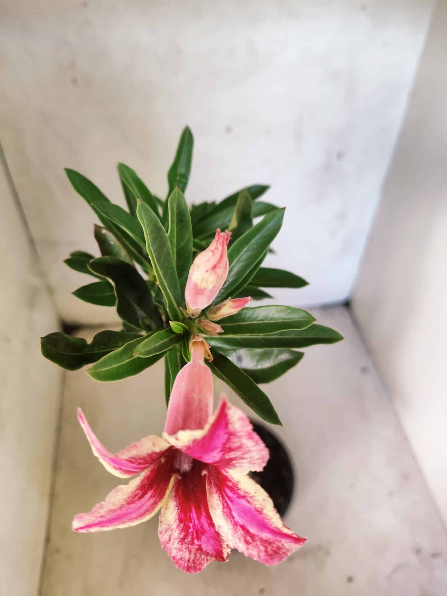 Planta Simples 3463 – 30cm – 02 anos - foto 4