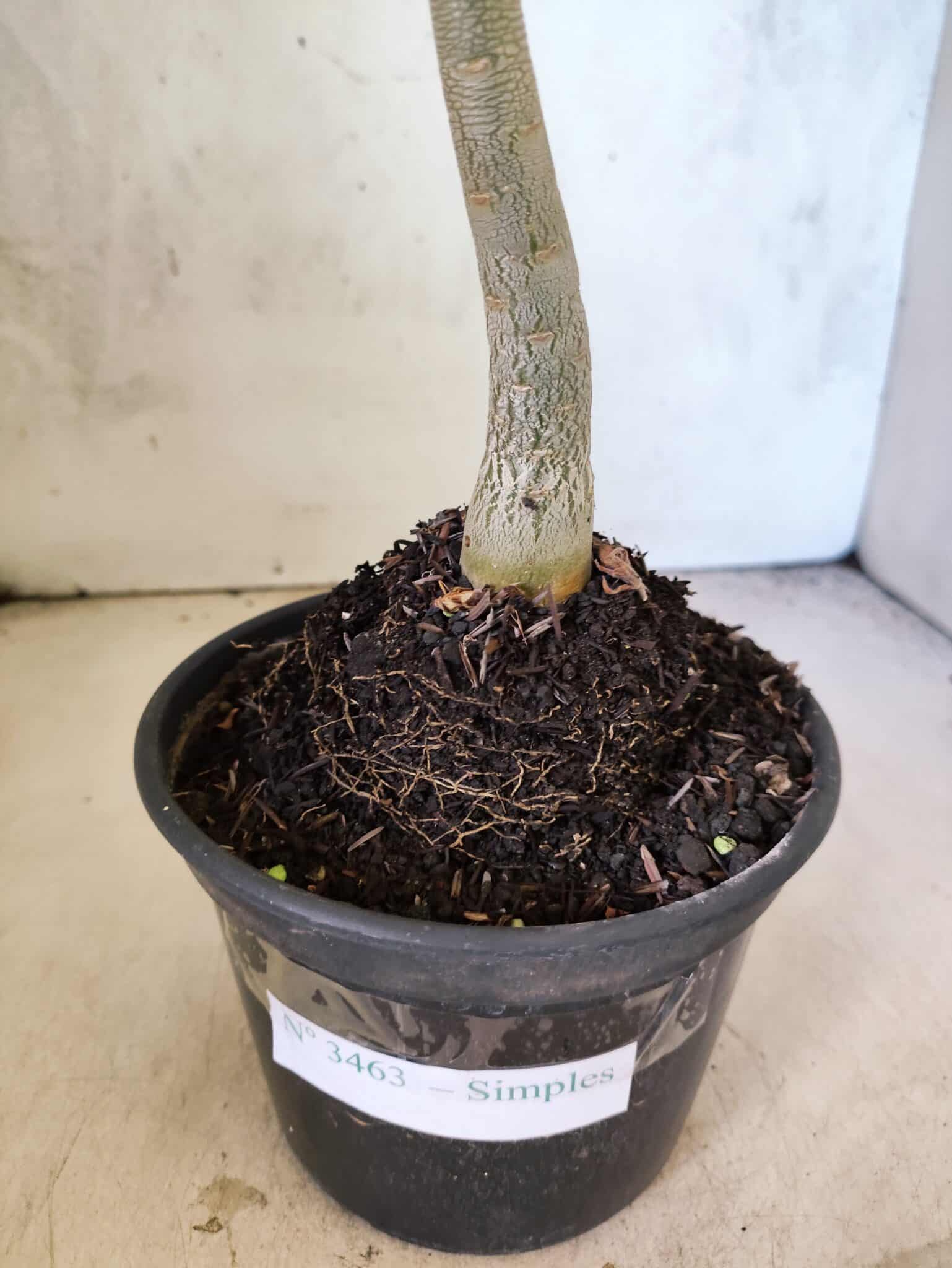 Planta Simples 3463 – 30cm – 02 anos - foto 7