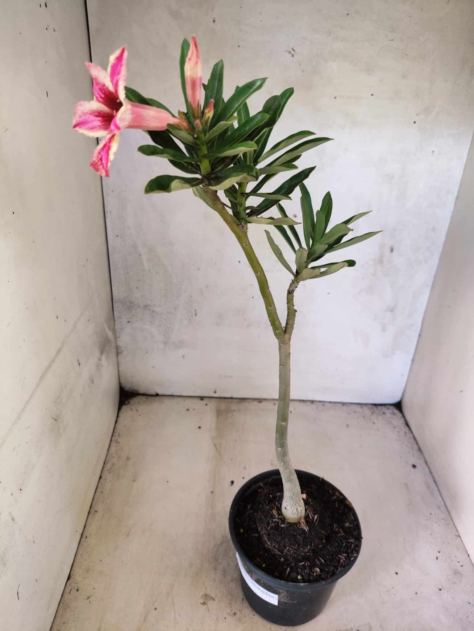 Planta Simples 3463 – 30cm – 02 anos - foto 6