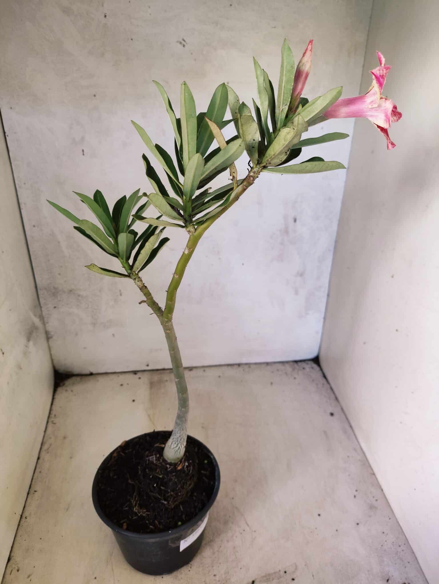 Planta Simples 3463 – 30cm – 02 anos - foto 5