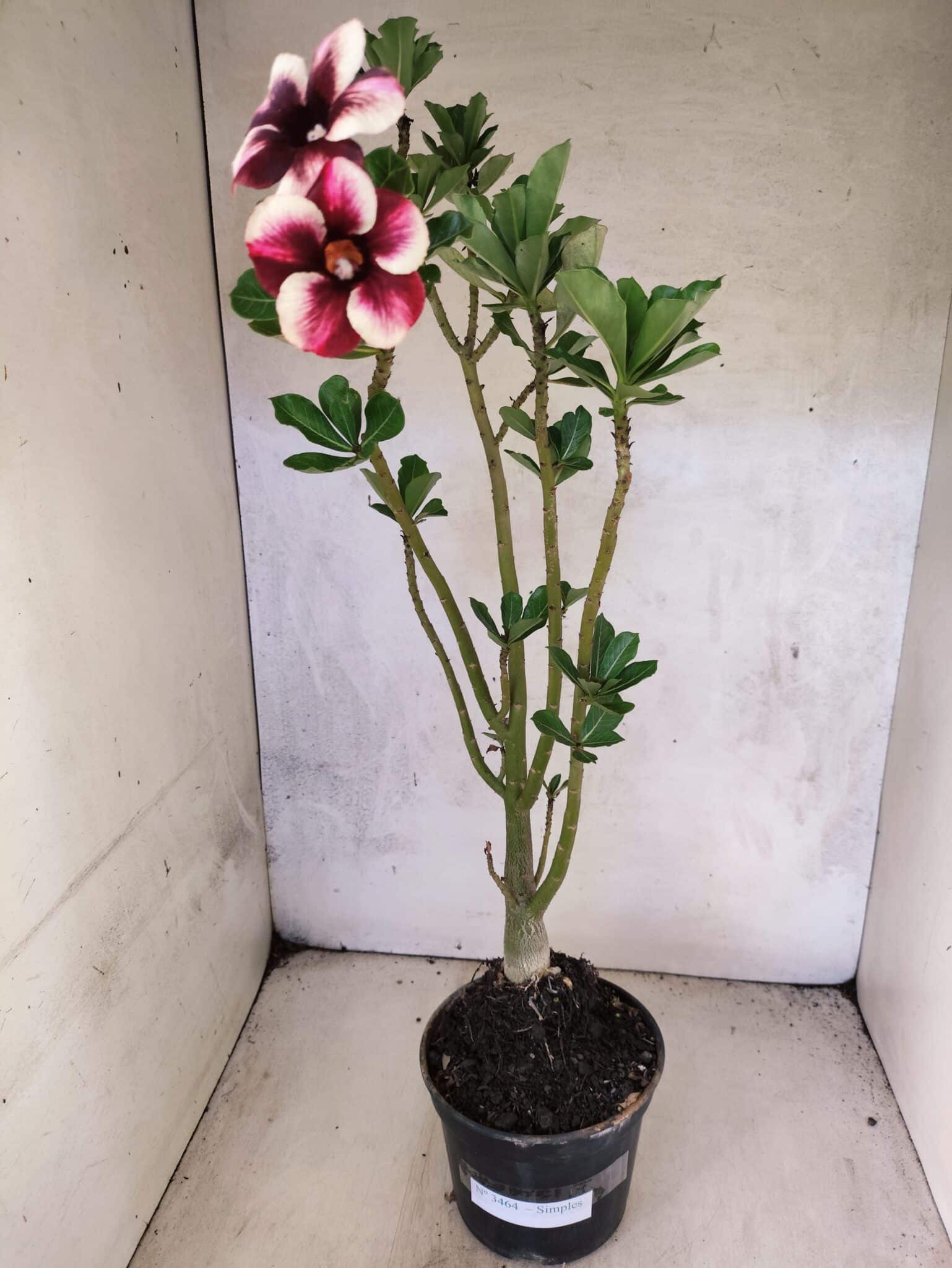 Planta Simples 3464 – 35cm – 03 anos - foto 2
