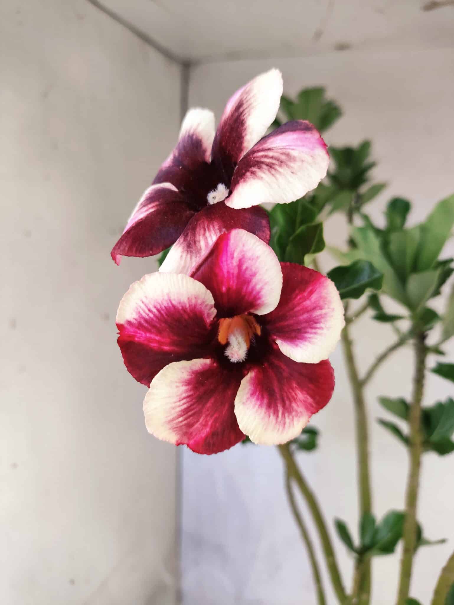 Planta Simples 3464 – 35cm – 03 anos - foto 3