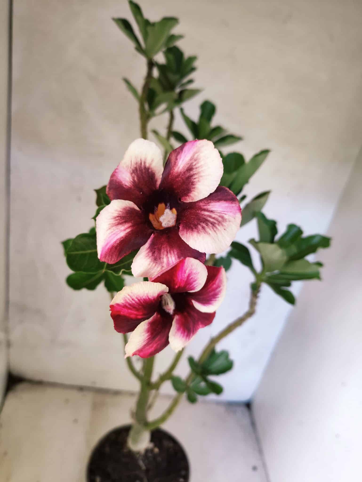 Planta Simples 3464 – 35cm – 03 anos - foto 4