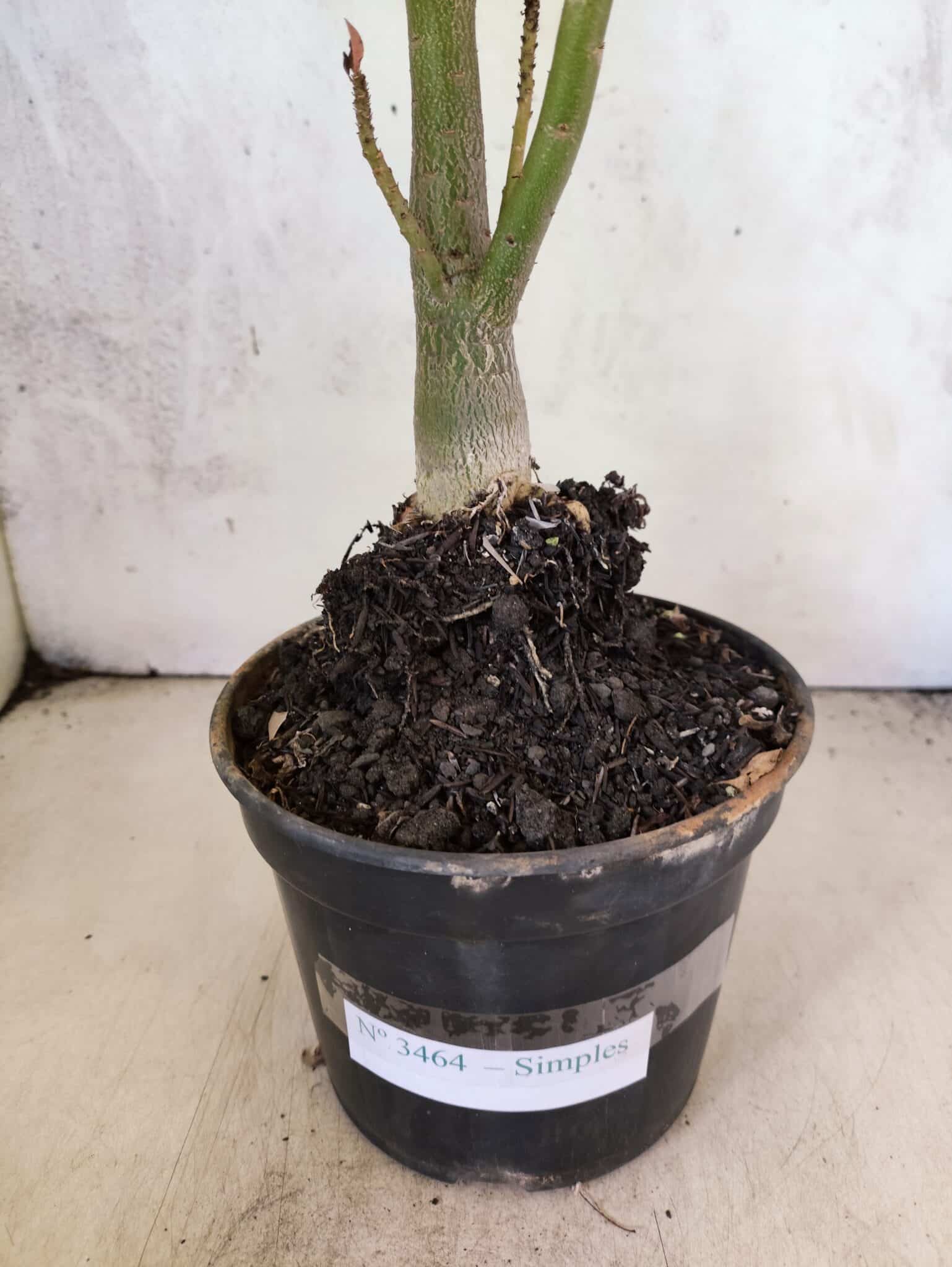 Planta Simples 3464 – 35cm – 03 anos - foto 7