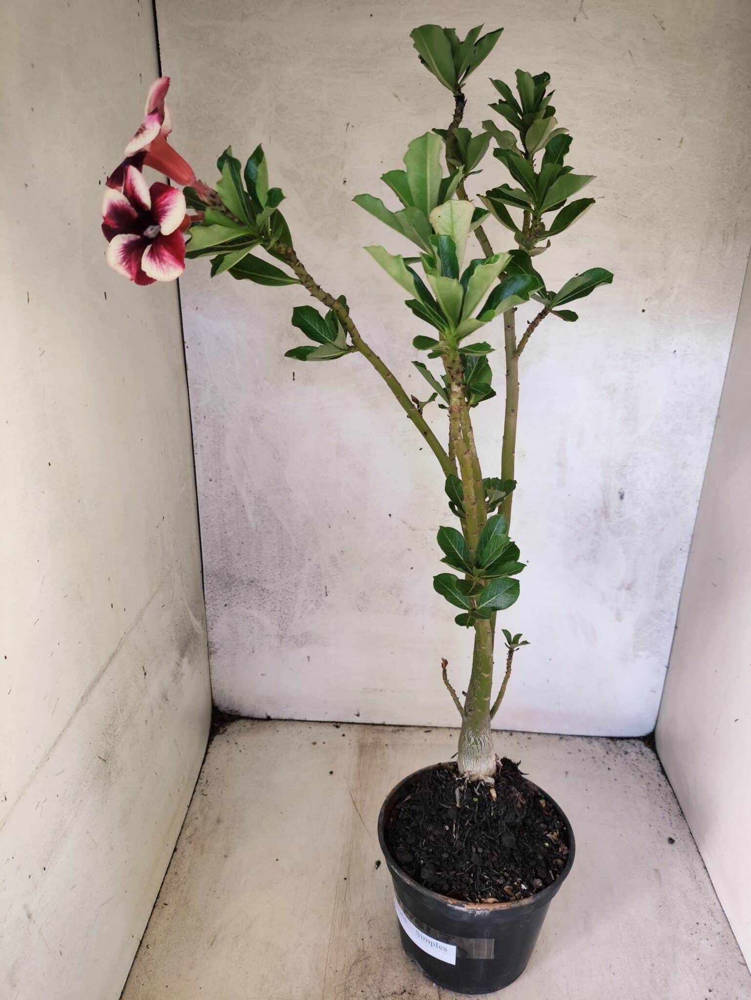 Planta Simples 3464 – 35cm – 03 anos - foto 6