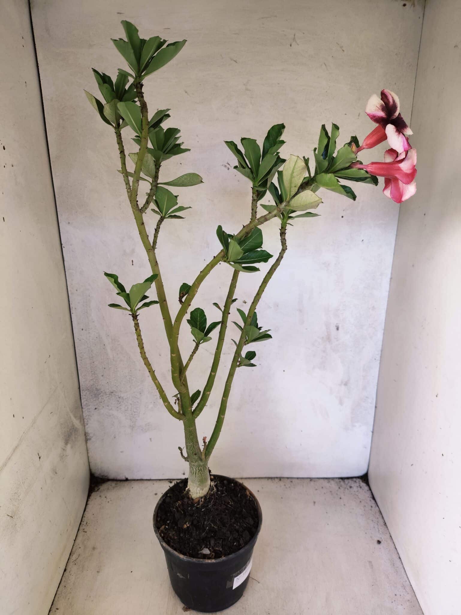 Planta Simples 3464 – 35cm – 03 anos - foto 5