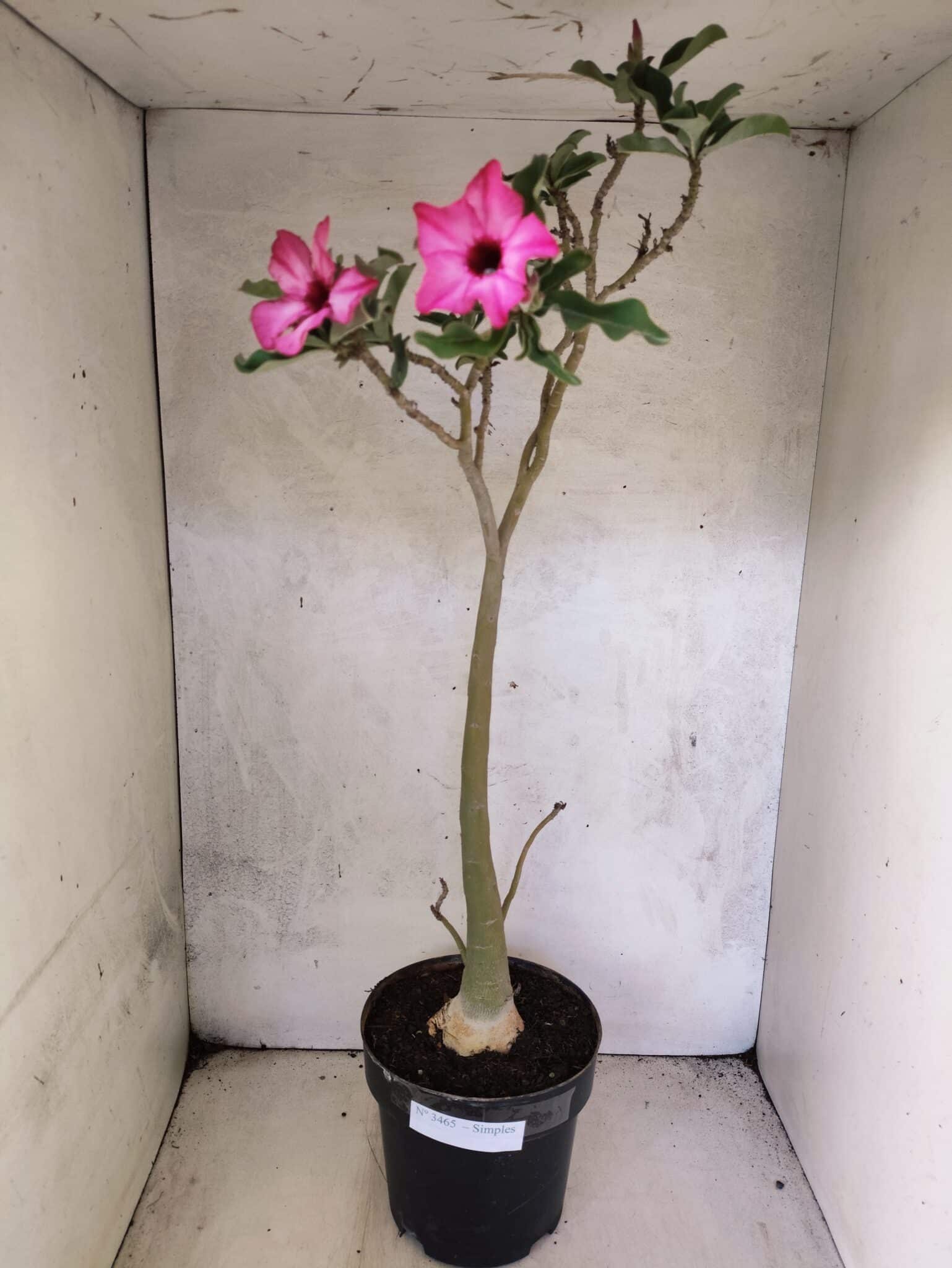 Planta Simples 3465 – 55cm – 04 anos - foto 2