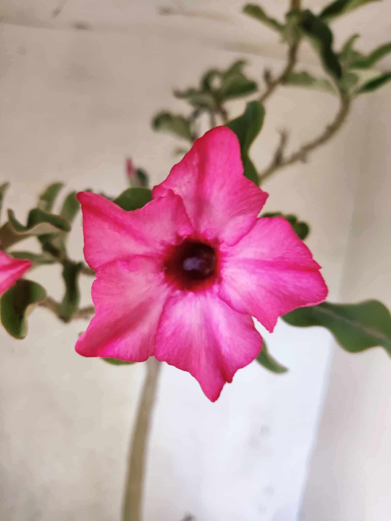 Planta Simples 3465 – 55cm – 04 anos - foto 3