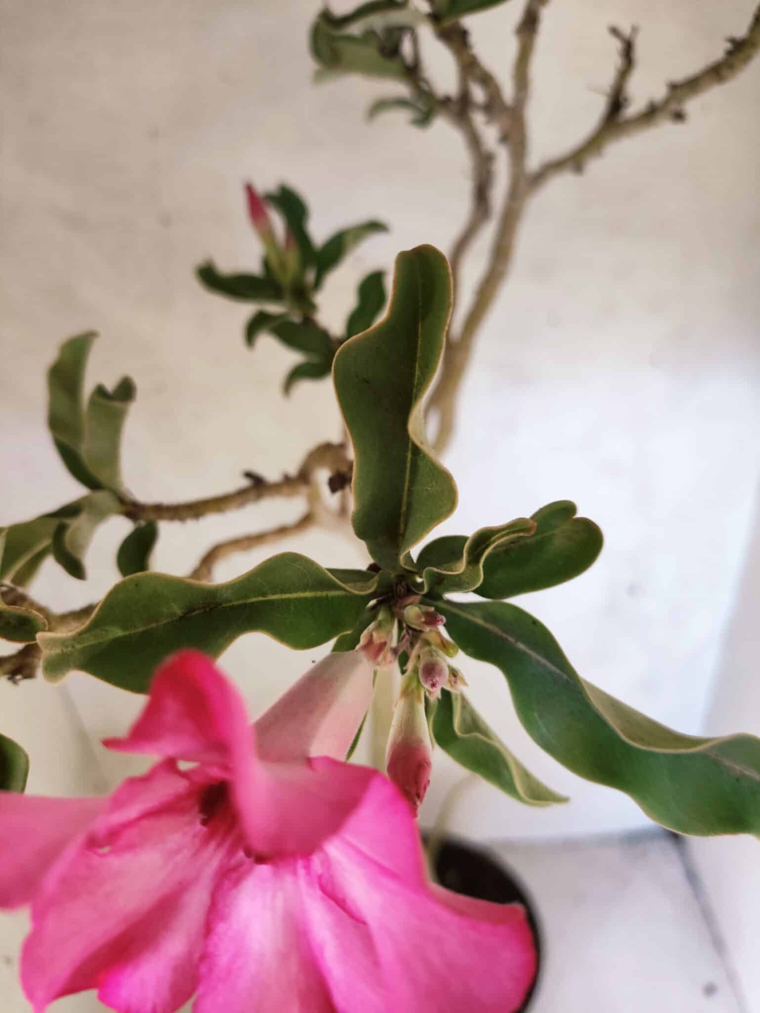 Planta Simples 3465 – 55cm – 04 anos - foto 4