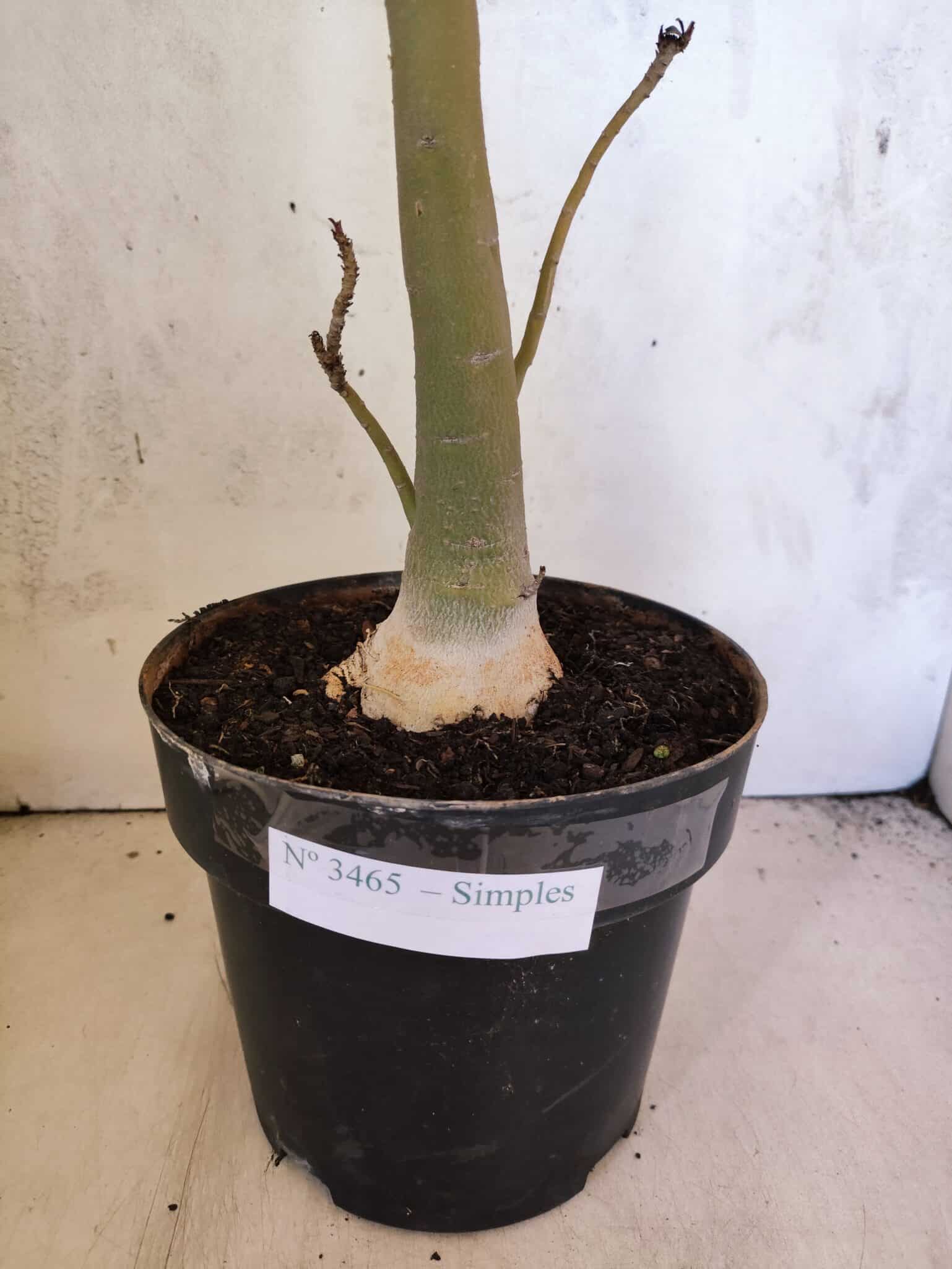 Planta Simples 3465 – 55cm – 04 anos - foto 7