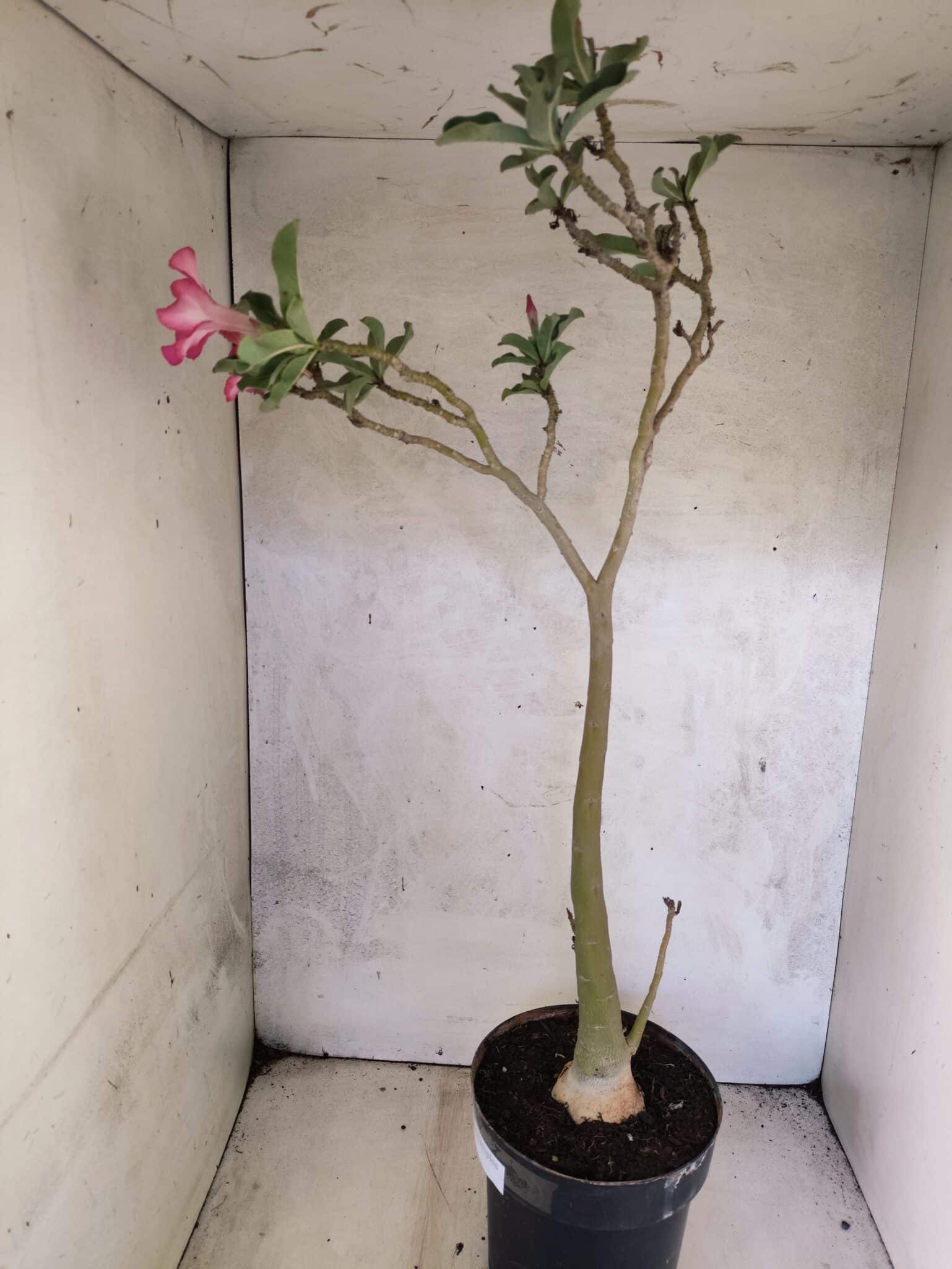 Planta Simples 3465 – 55cm – 04 anos - foto 6
