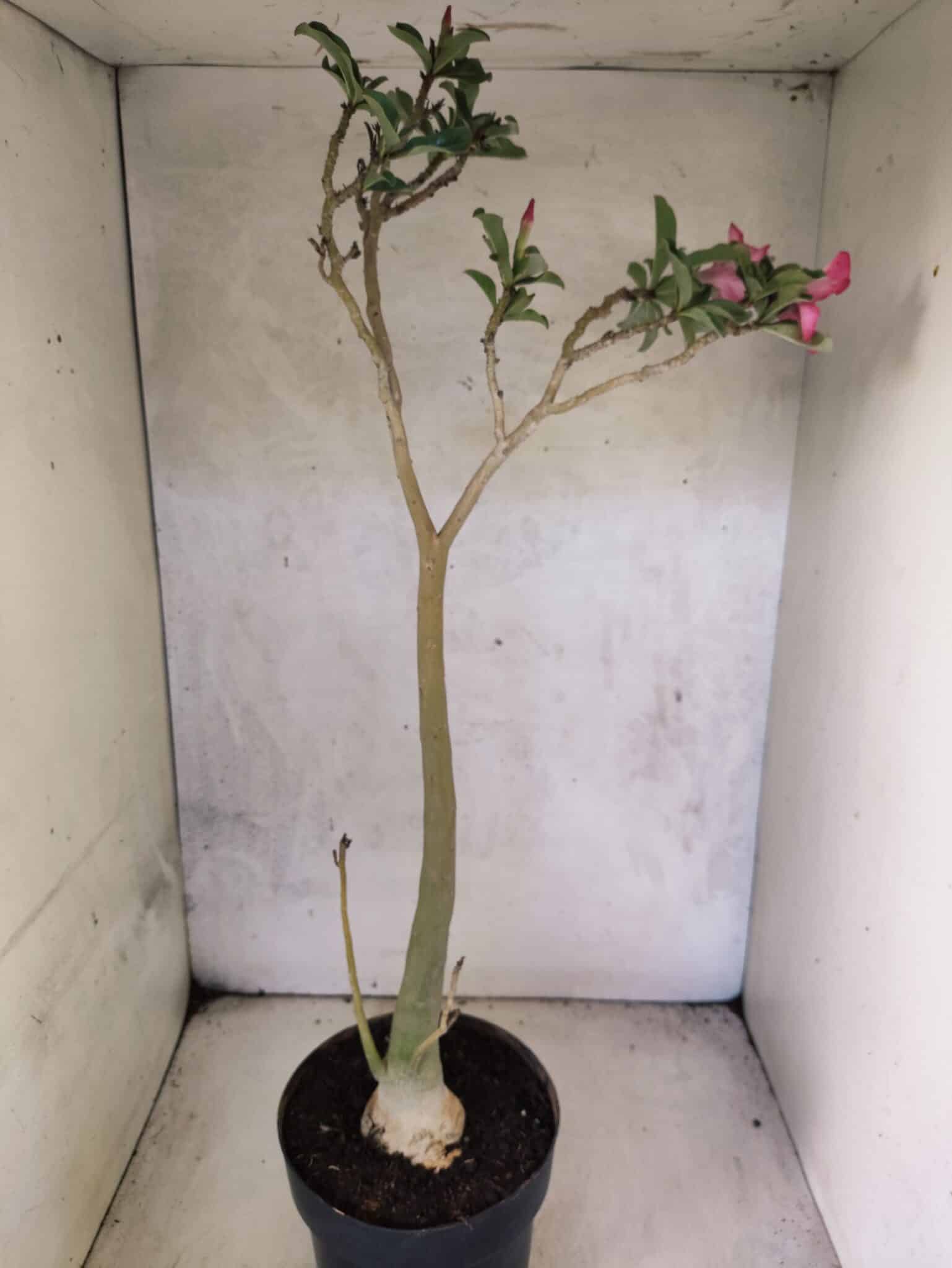 Planta Simples 3465 – 55cm – 04 anos - foto 5