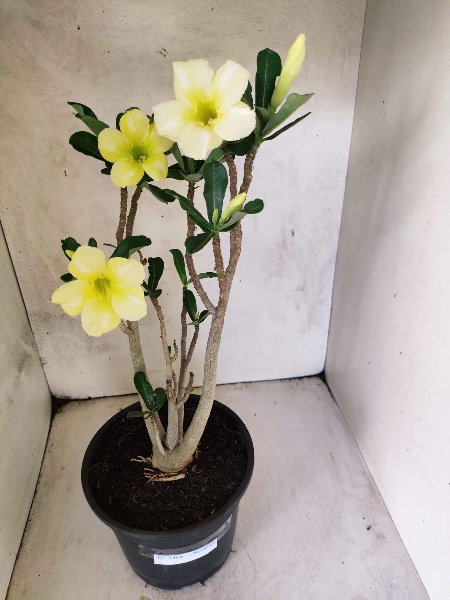 Planta Simples 3466 – 45cm – 04 anos - foto 2