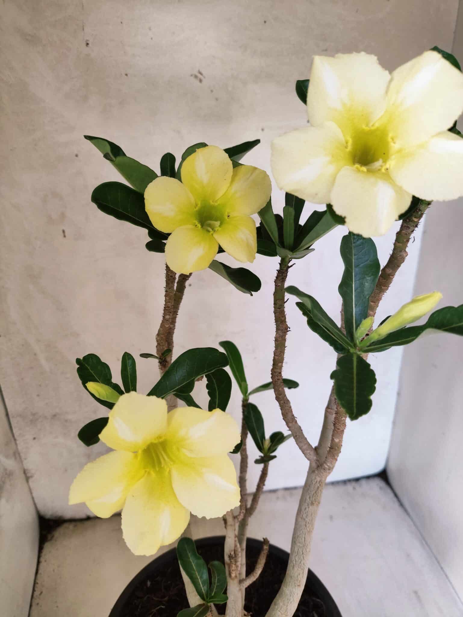 Planta Simples 3466 – 45cm – 04 anos - foto 3