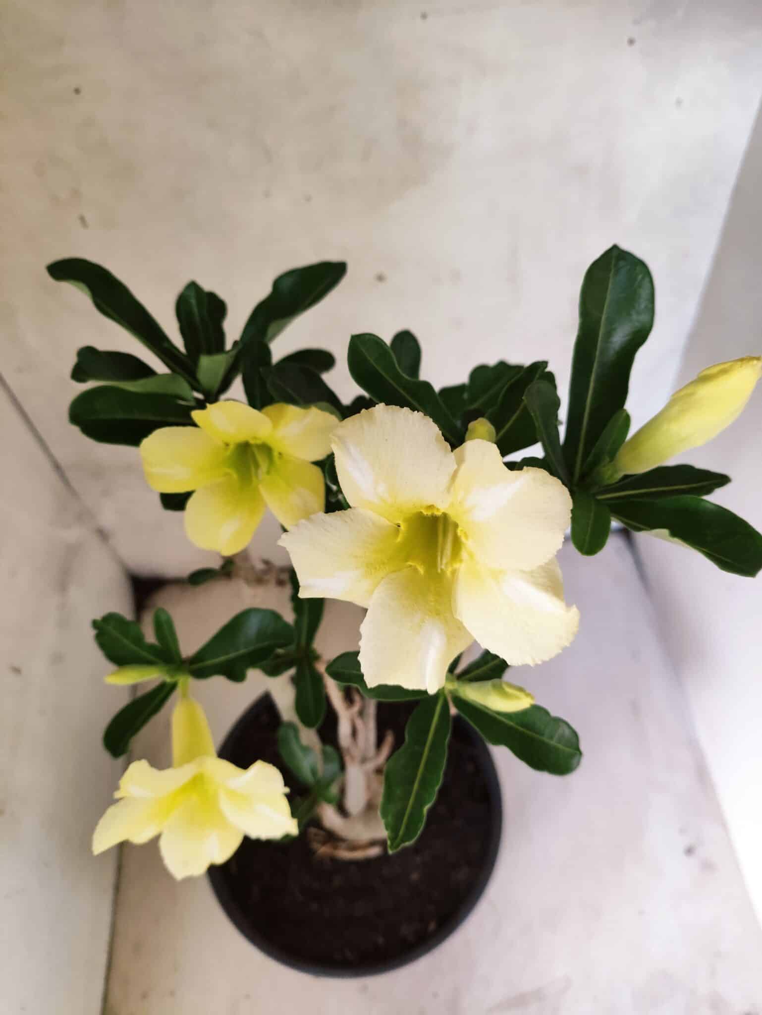Planta Simples 3466 – 45cm – 04 anos - foto 4