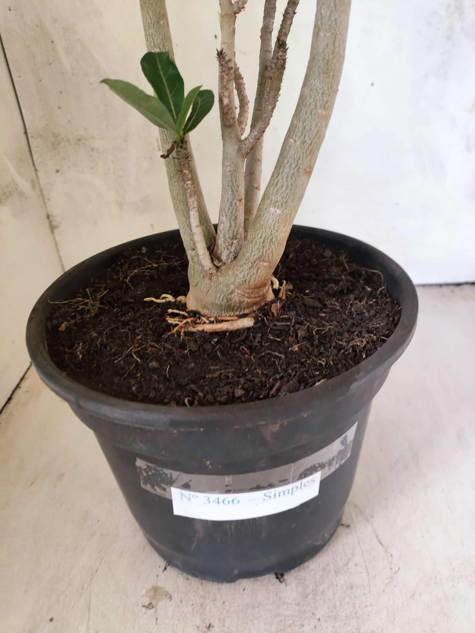 Planta Simples 3466 – 45cm – 04 anos - foto 7