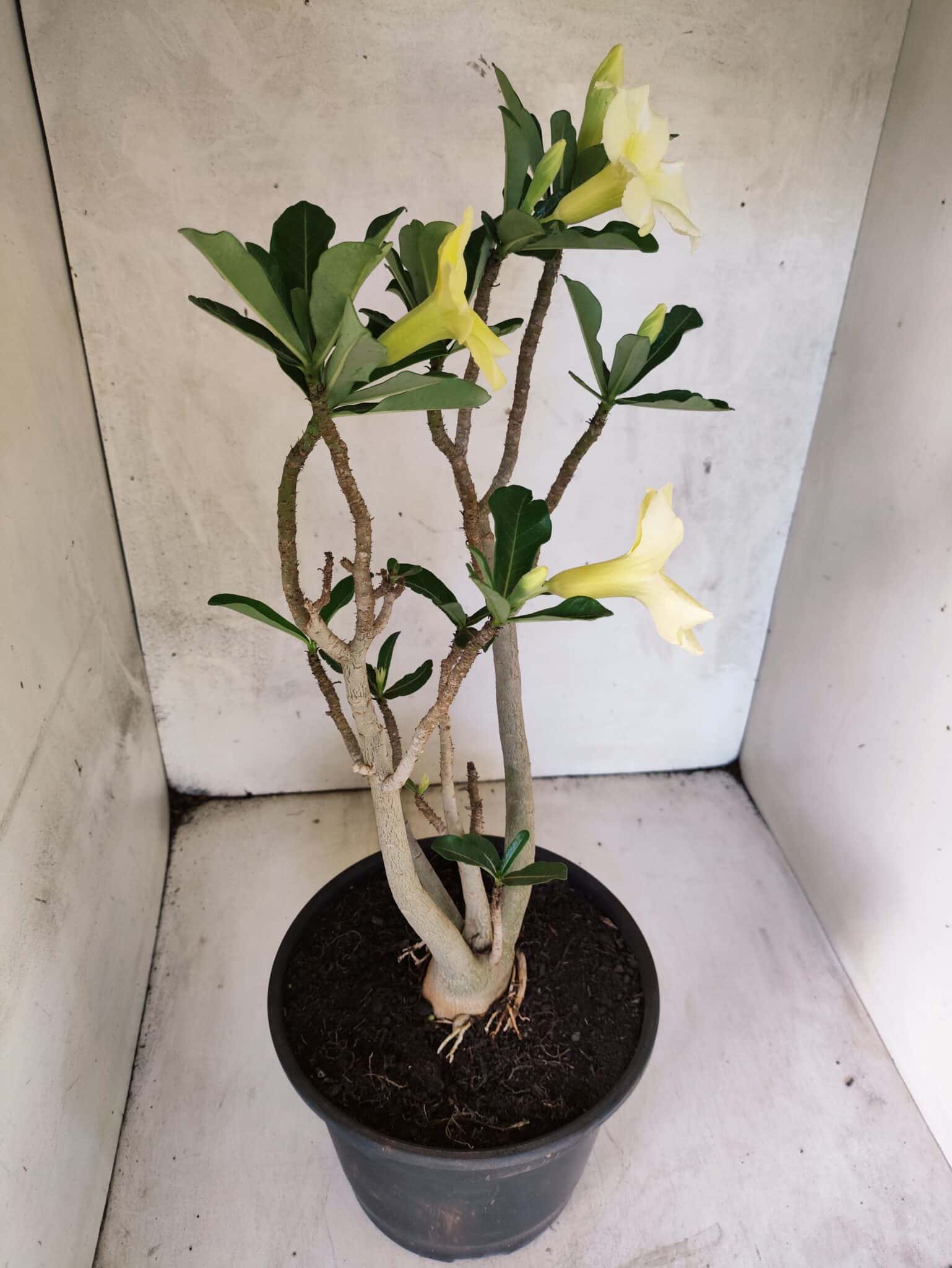 Planta Simples 3466 – 45cm – 04 anos - foto 6