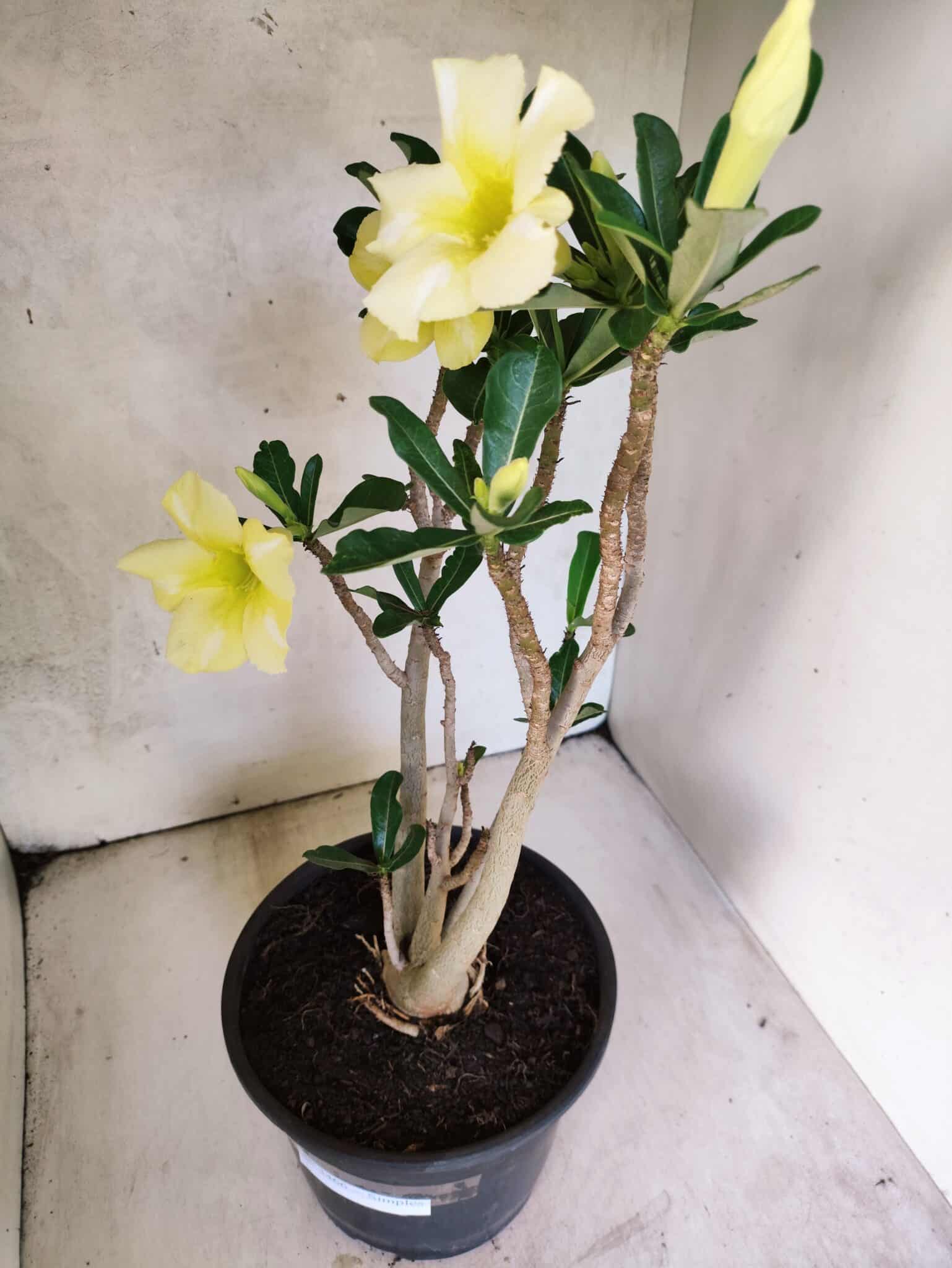 Planta Simples 3466 – 45cm – 04 anos - foto 5